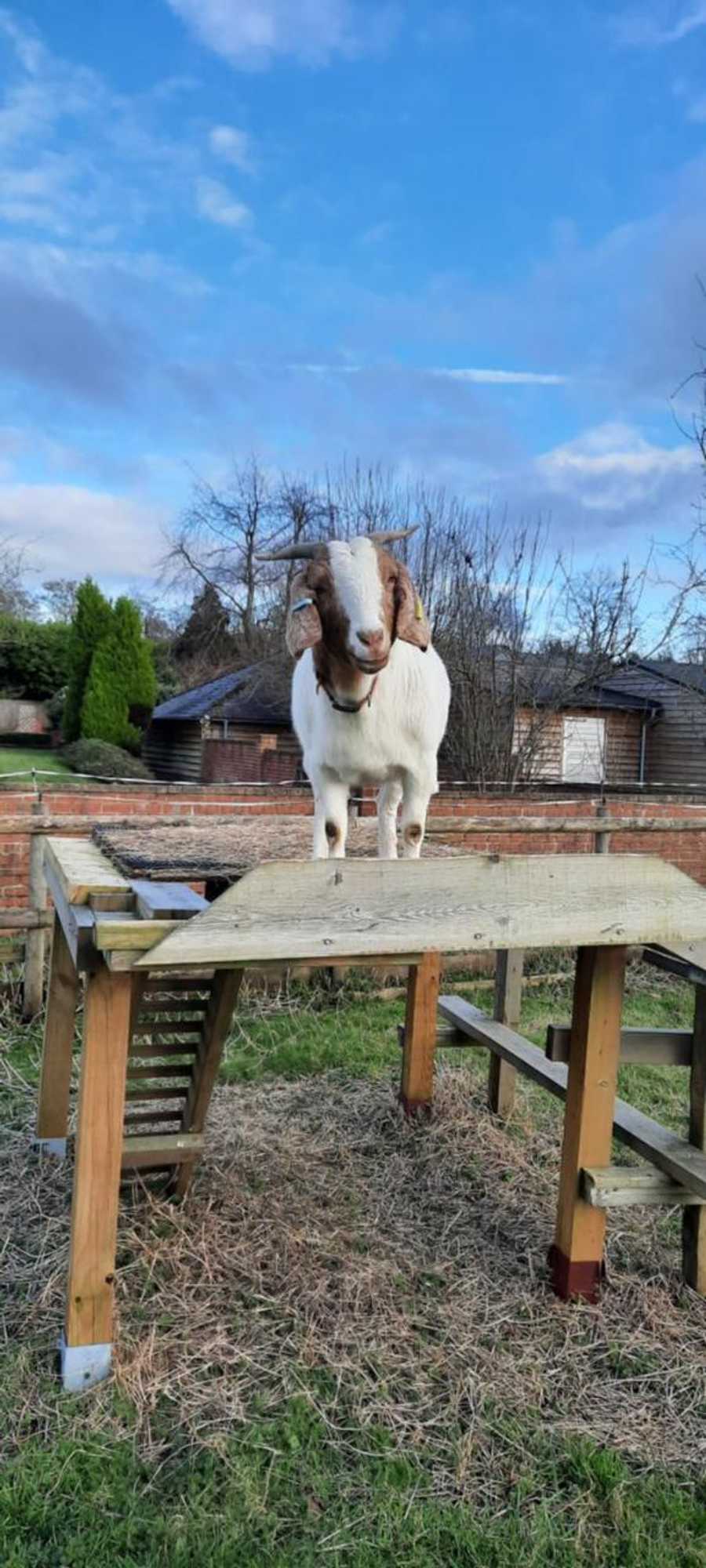 Gift card for Blashford Manor Farmhouse - New Forest Cottage