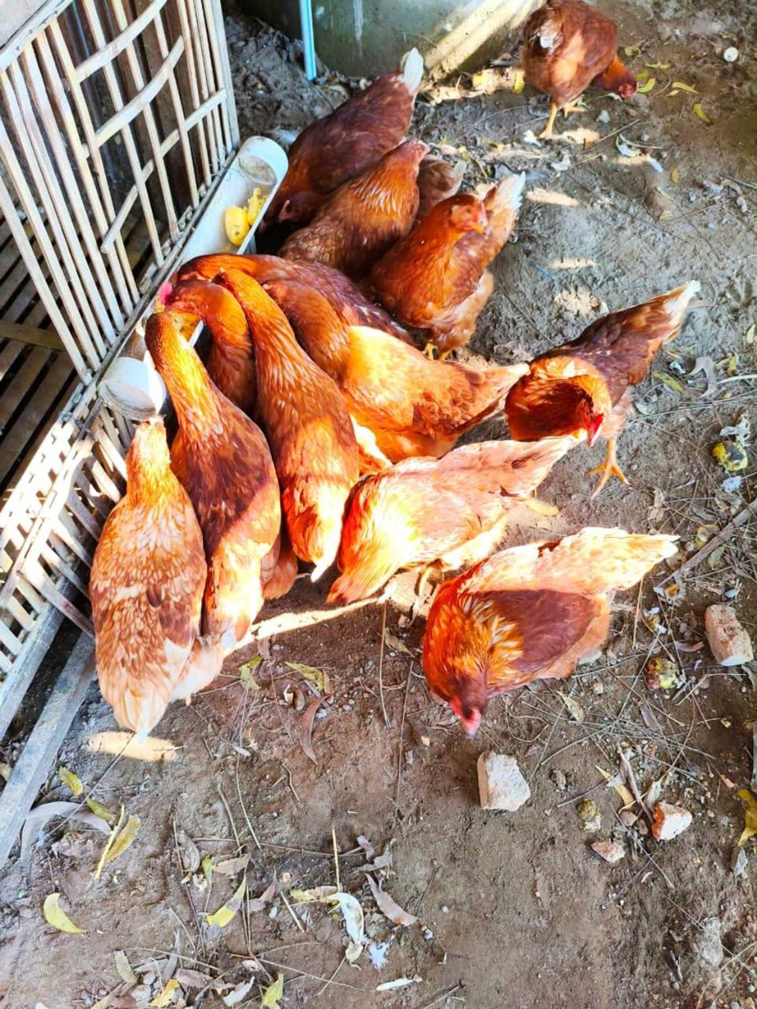 Gift card for Kondo Villa