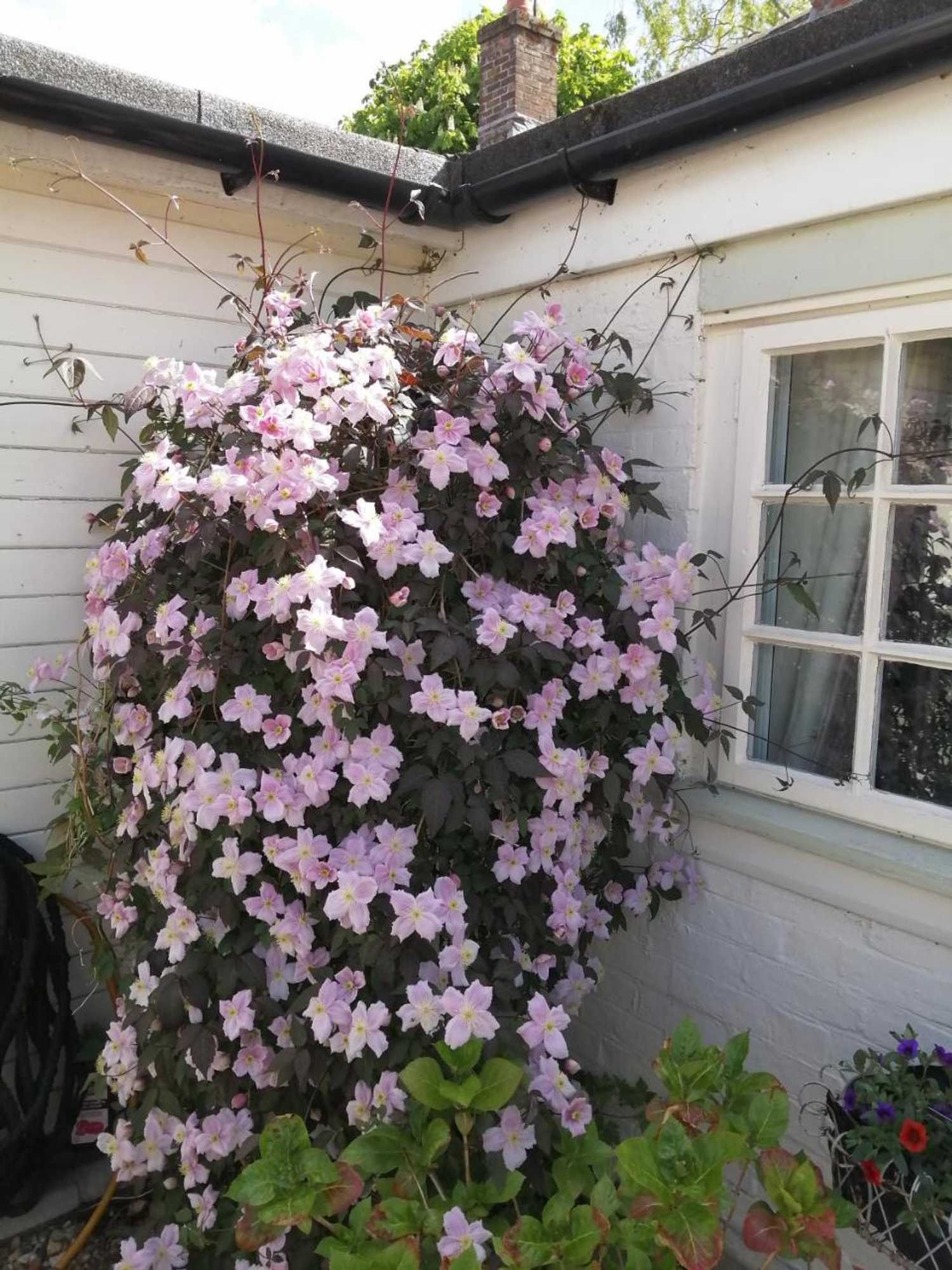 Gift card for The Willows