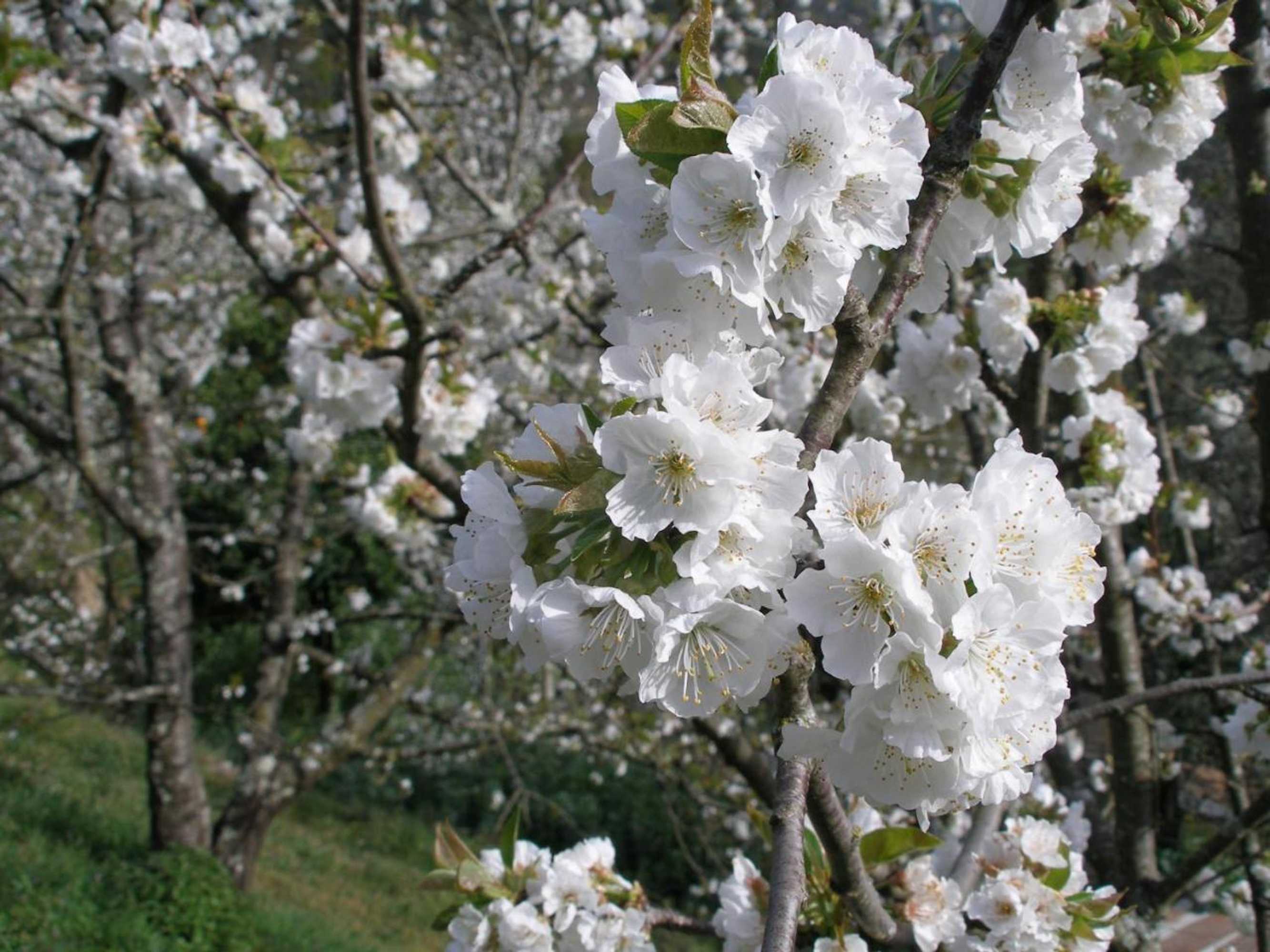 Gift card for Casa do Moleiro