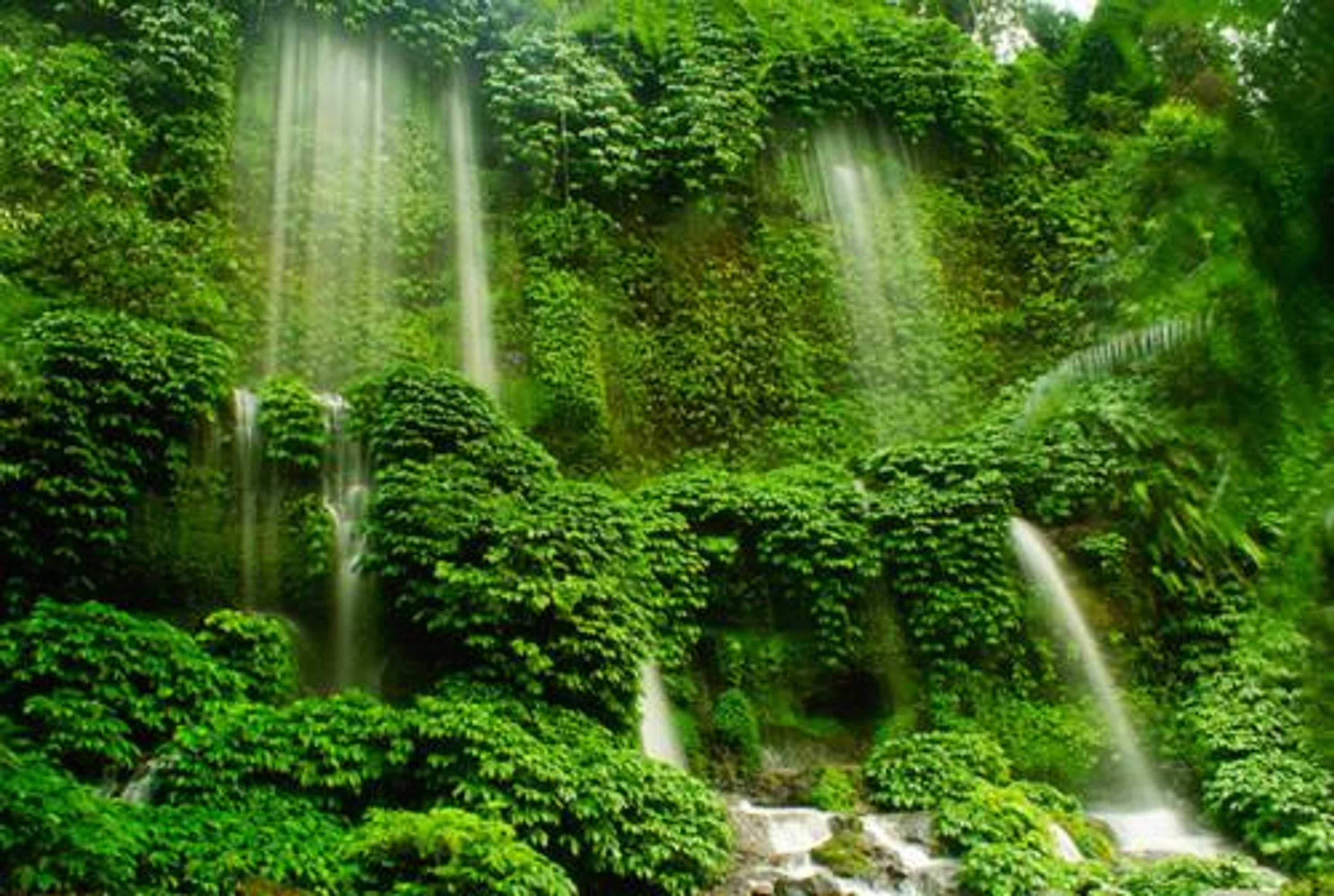 Gift card for Tereng Wilis Jungle Inn Gift card for Tereng Wilis Jungle Inn