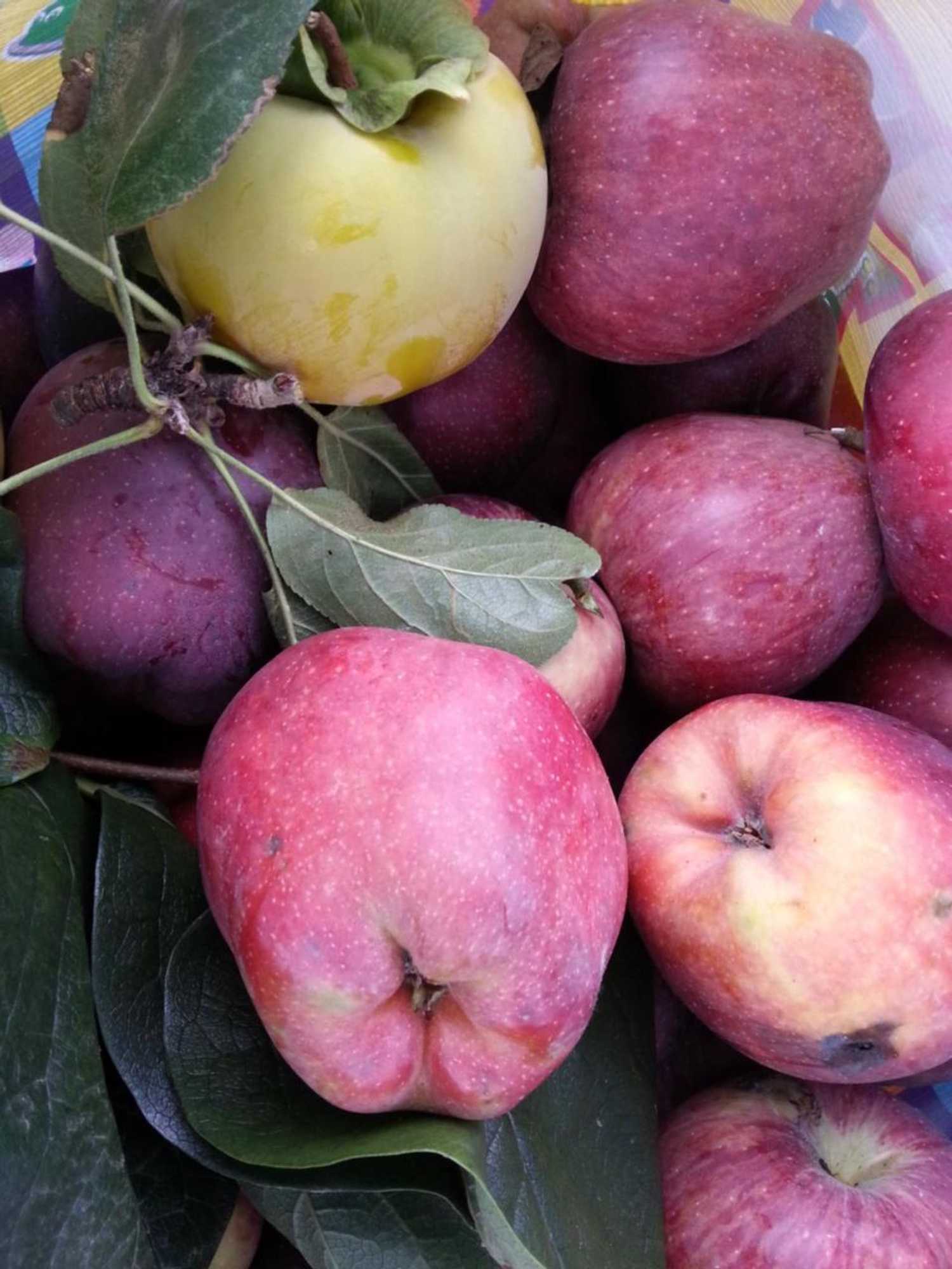 Gift card for O Zé Já Dormiu Aqui