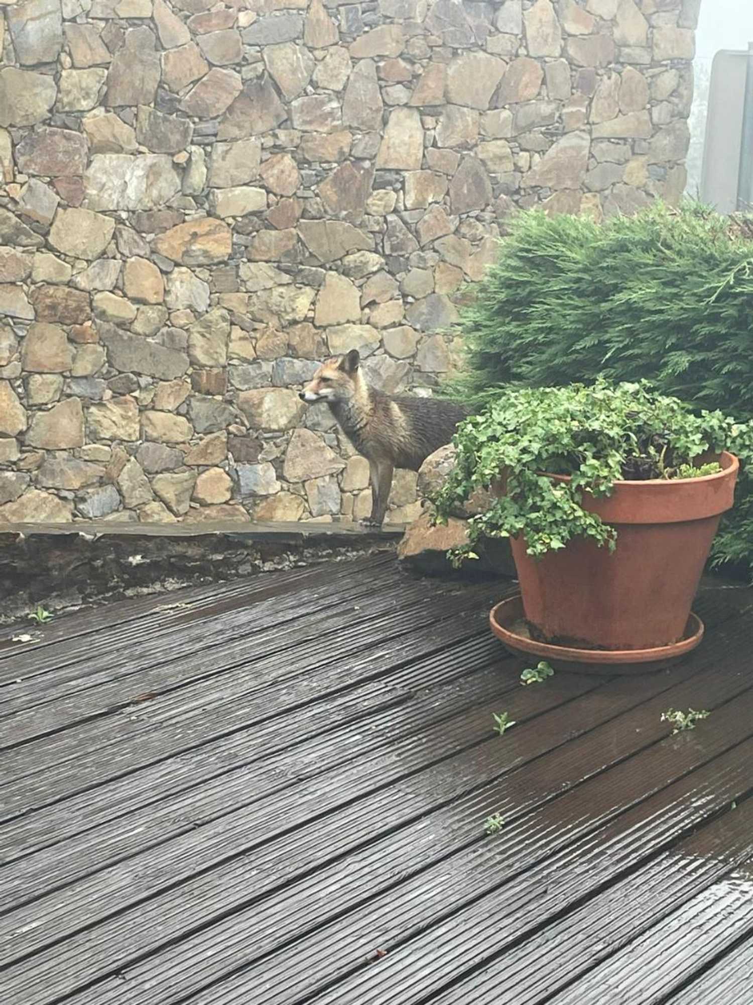 Gift card for Pátio do Xisto