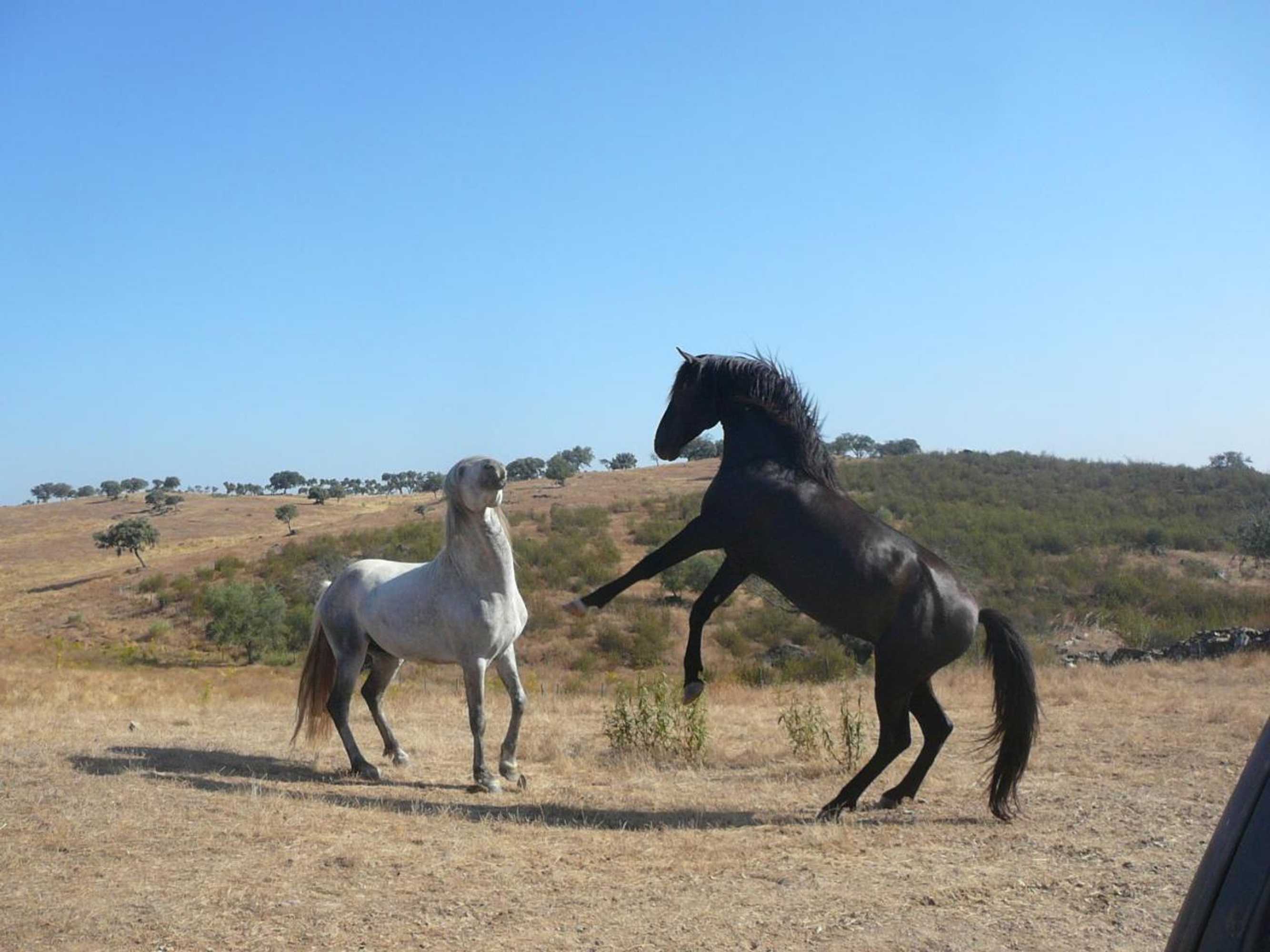 Gift card for Naveterra-Hotel Rural