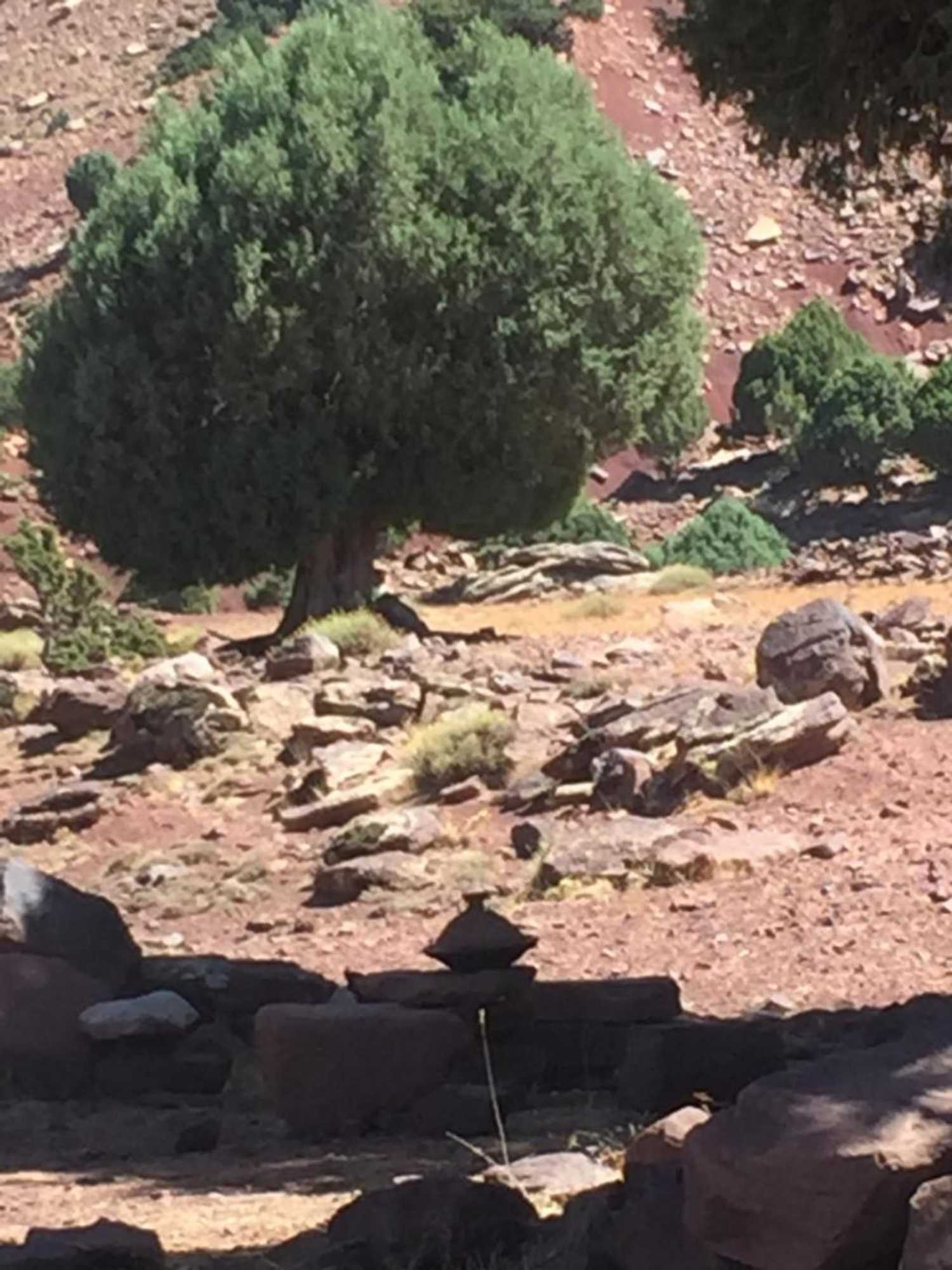 Gift card for Issouganes N Toubkal Ecolodge Berbère