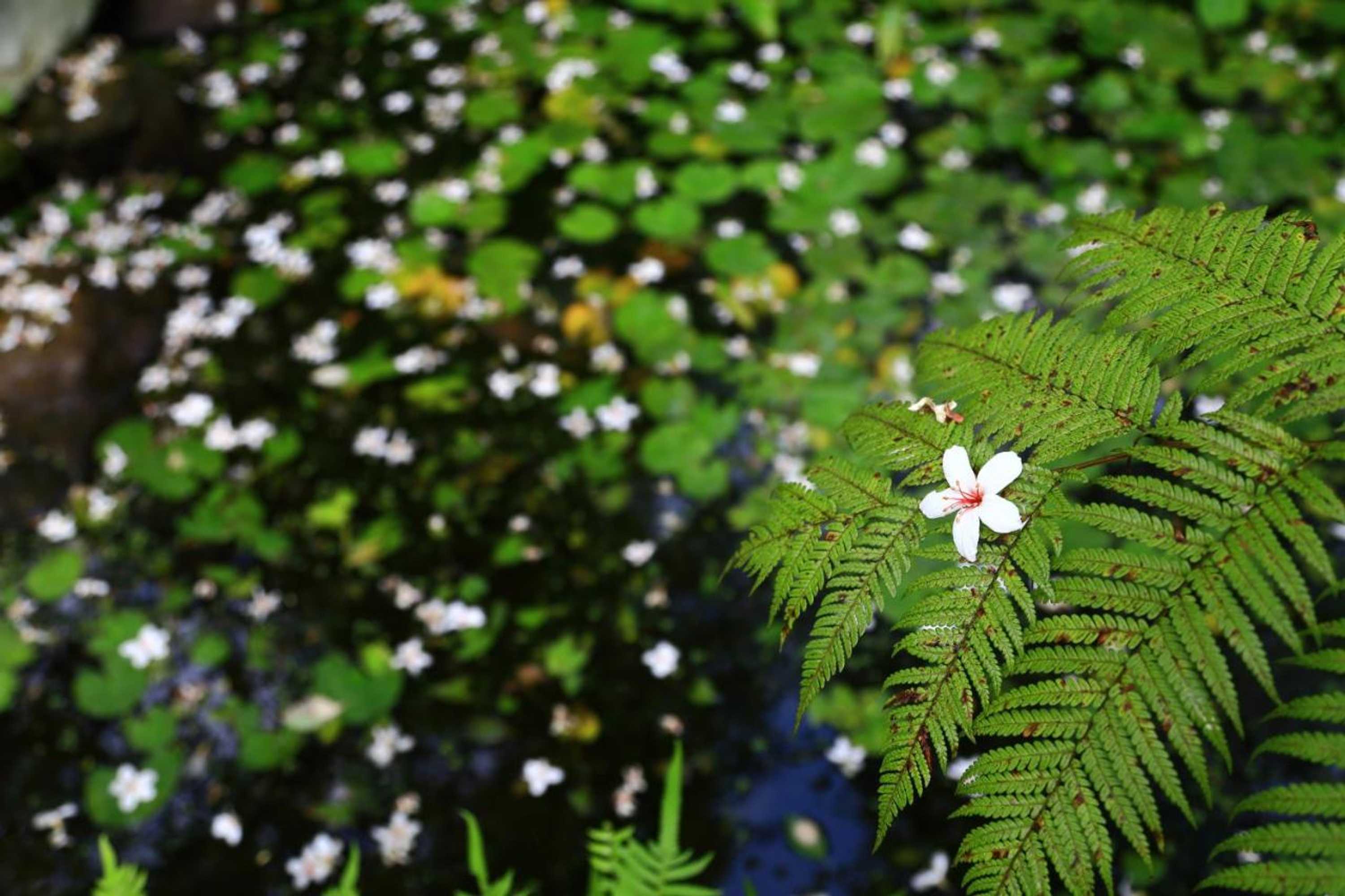 Gift card for Xiangyang Tianyuan