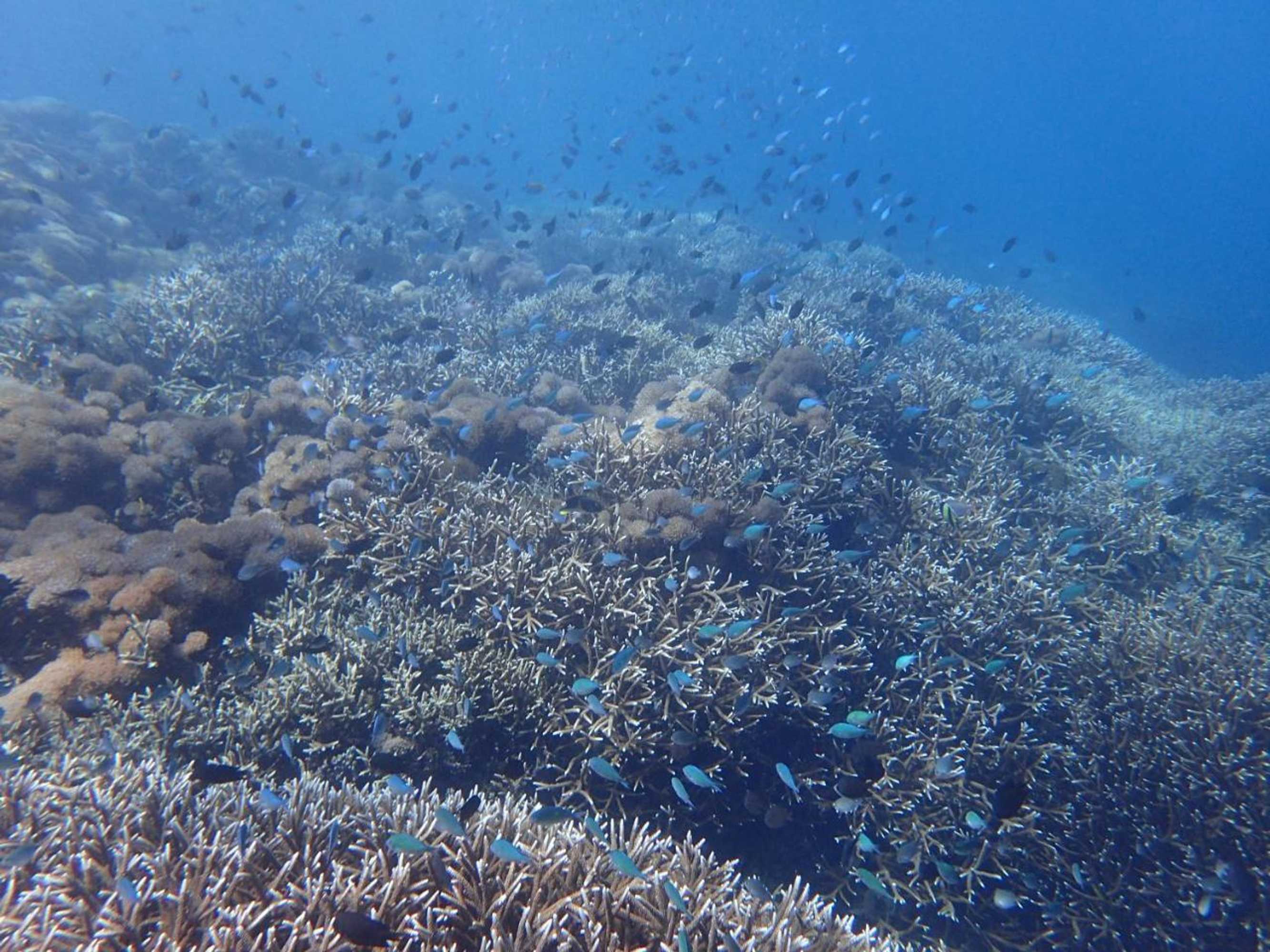 Gift card for Bidara Cottage