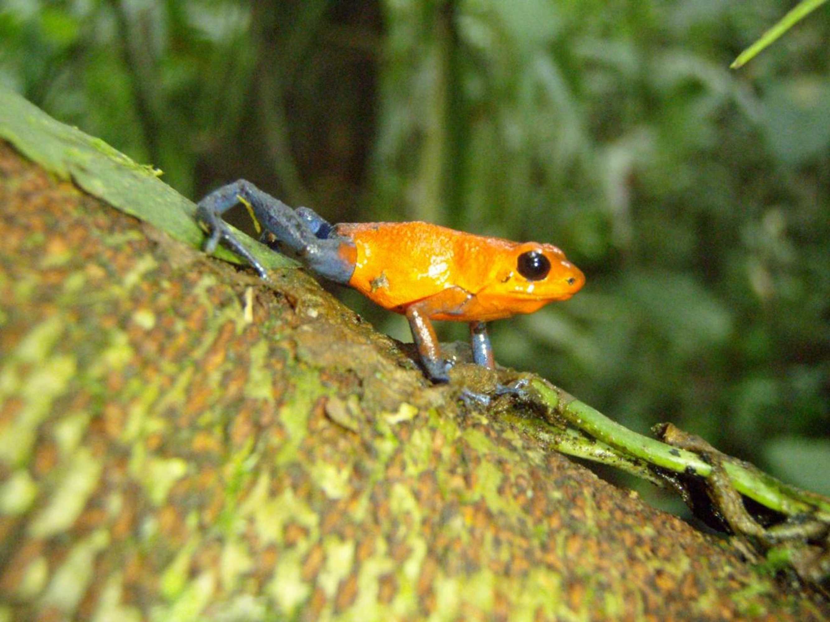 Gift card for Volare