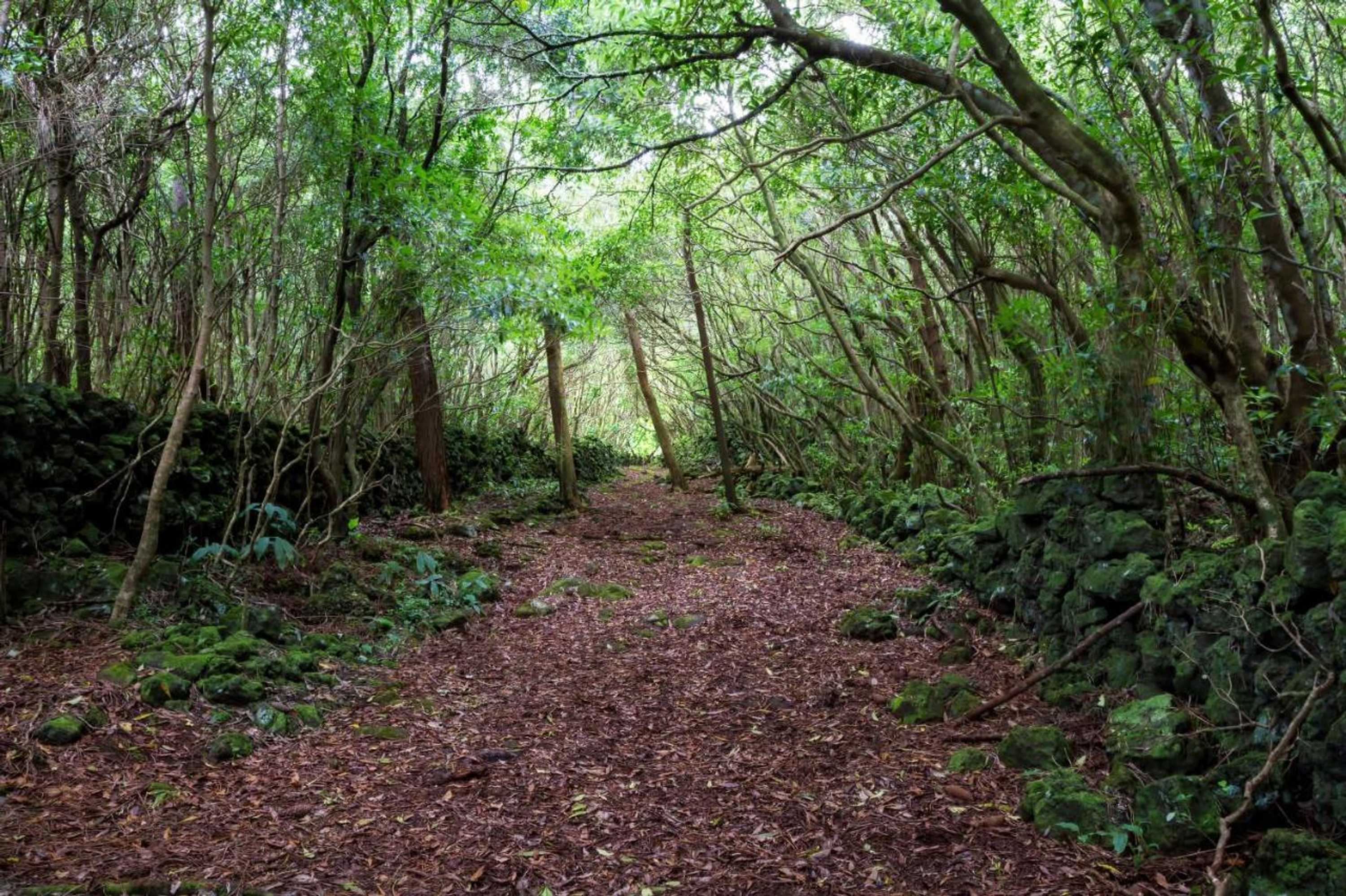 Gift card for O Farrobo