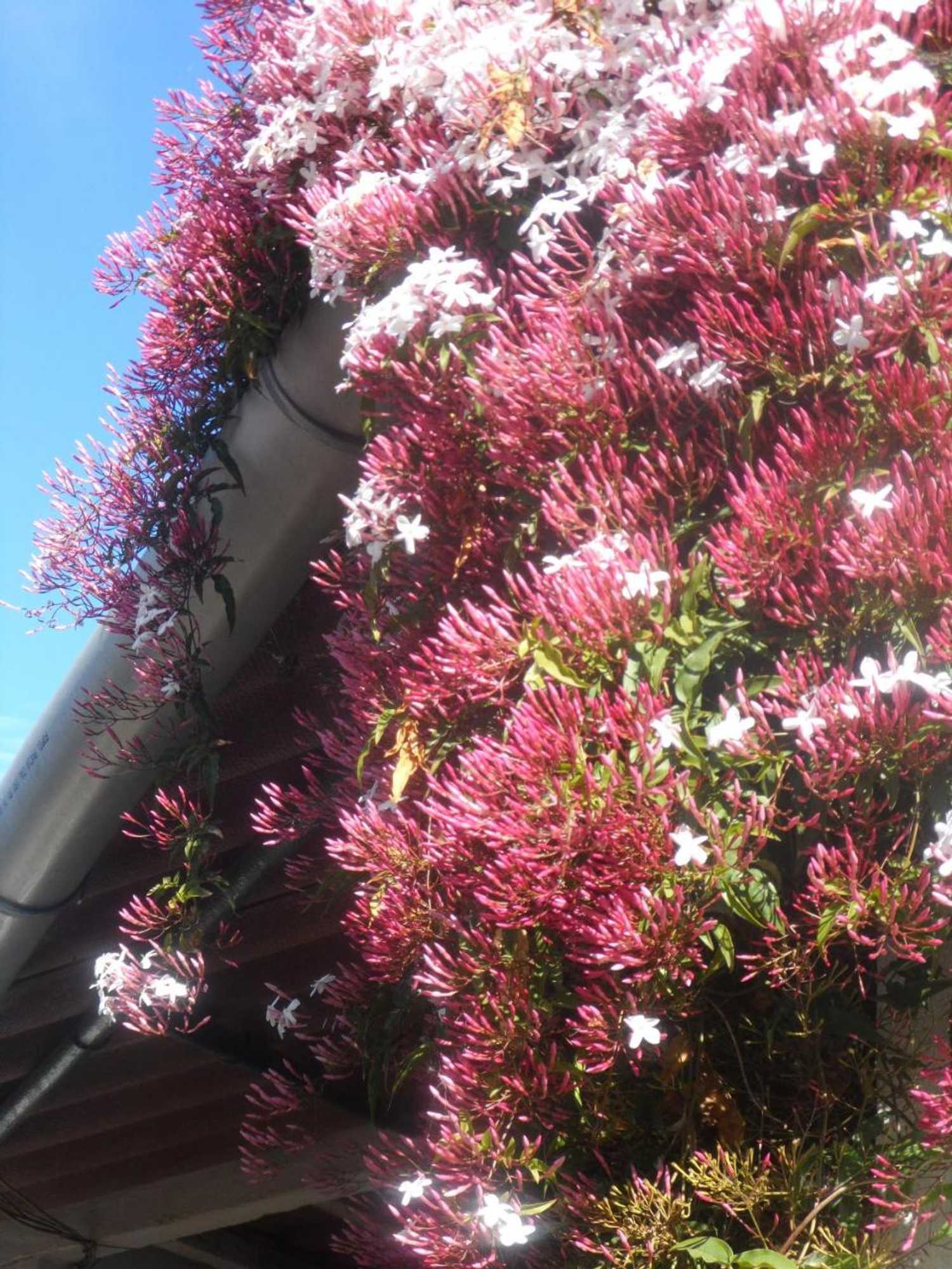 Gift card for Redondo Lodges