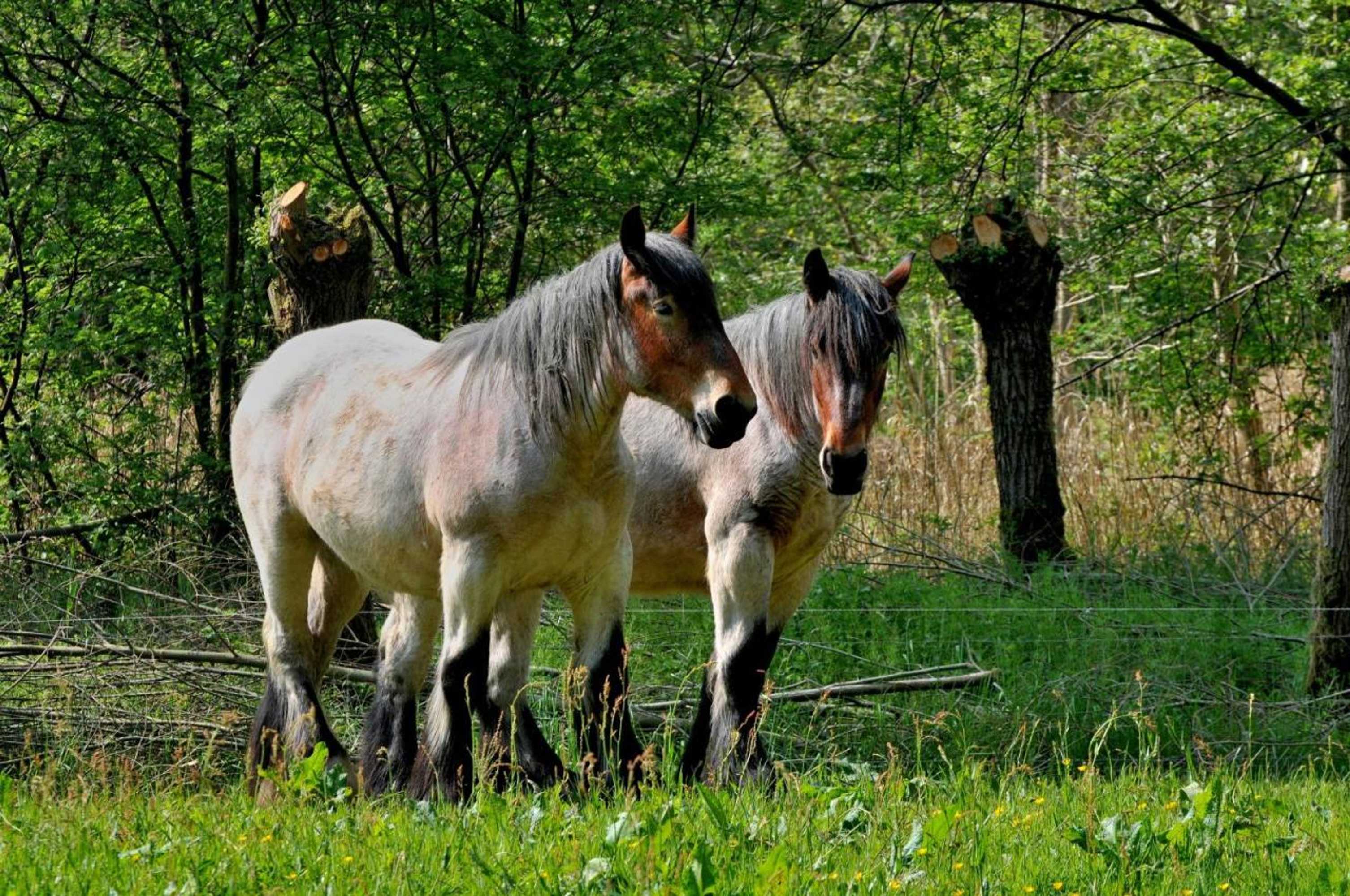 Gift card for Weibos Bed & Breakfast