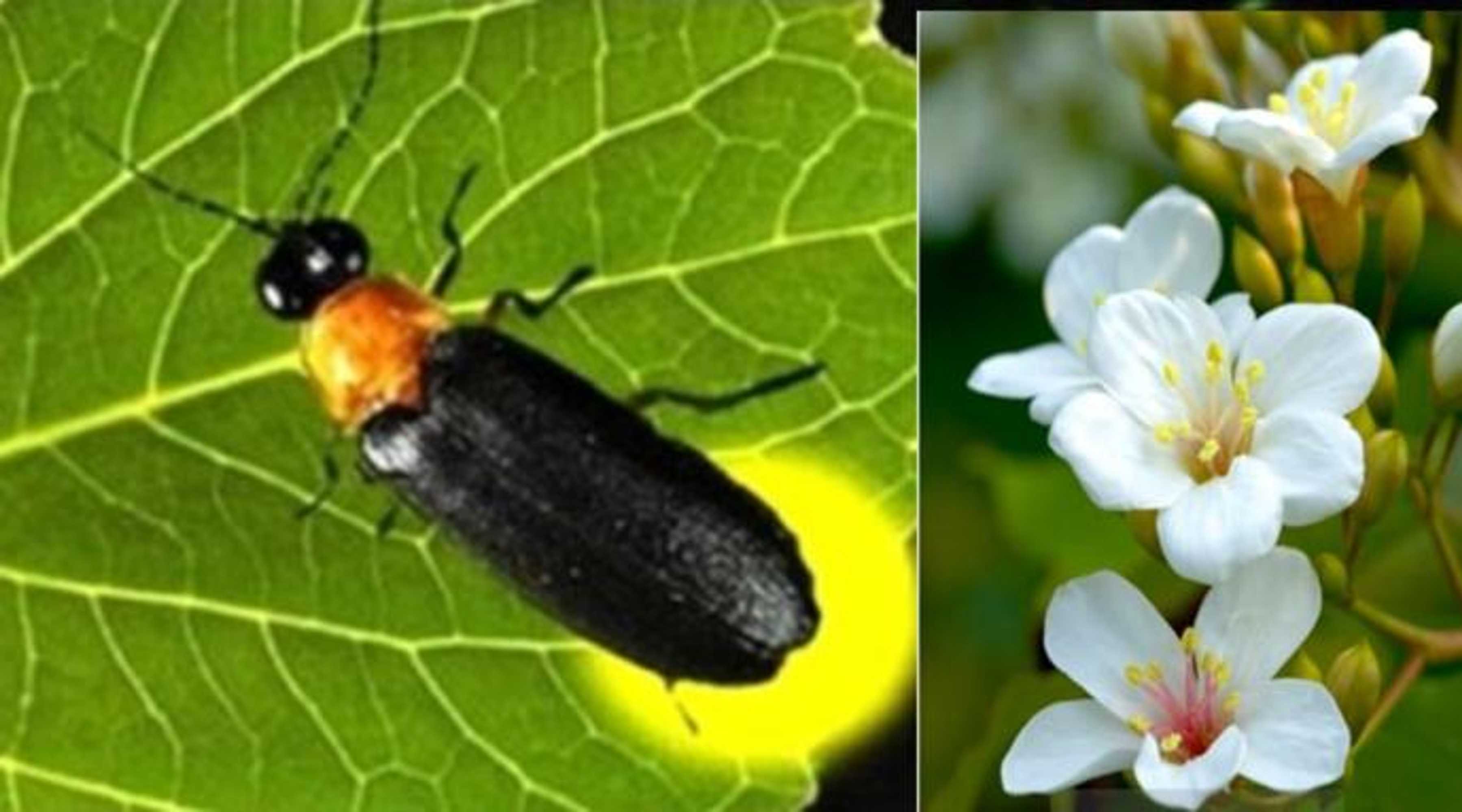 Gift card for Shan Tong Ya Zhu Homestay