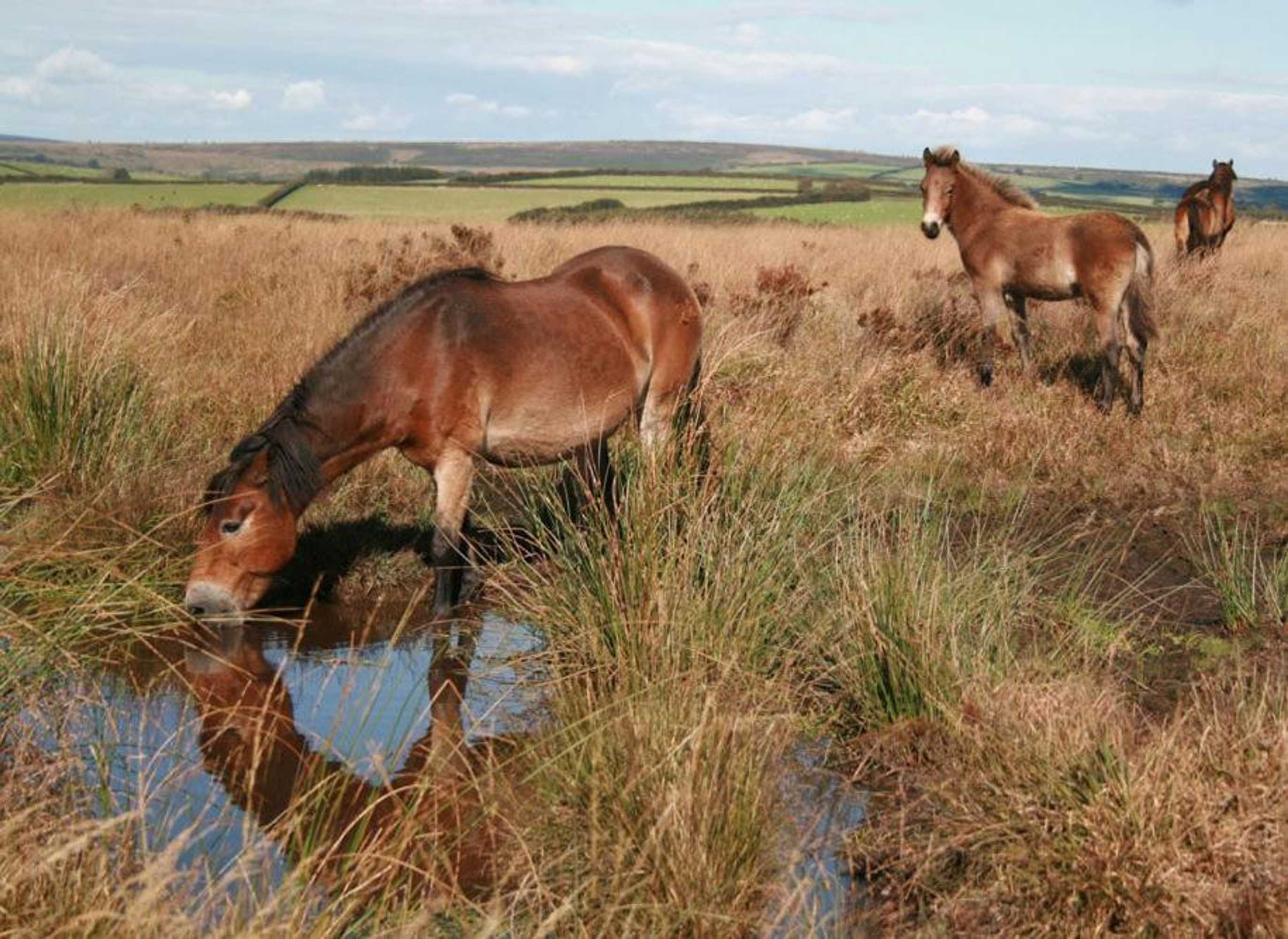 Gift card for Anchor Inn