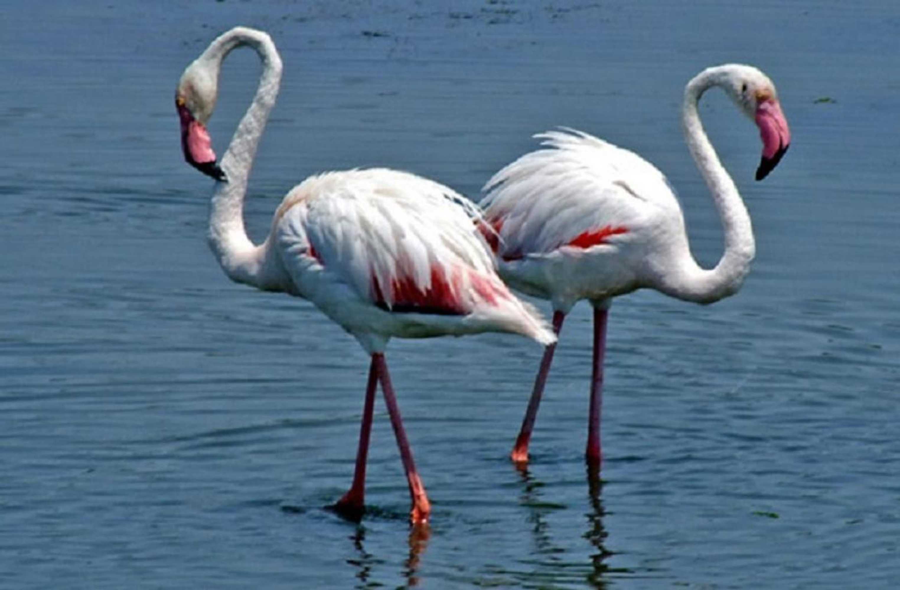 Gift card for Camping L'olivier