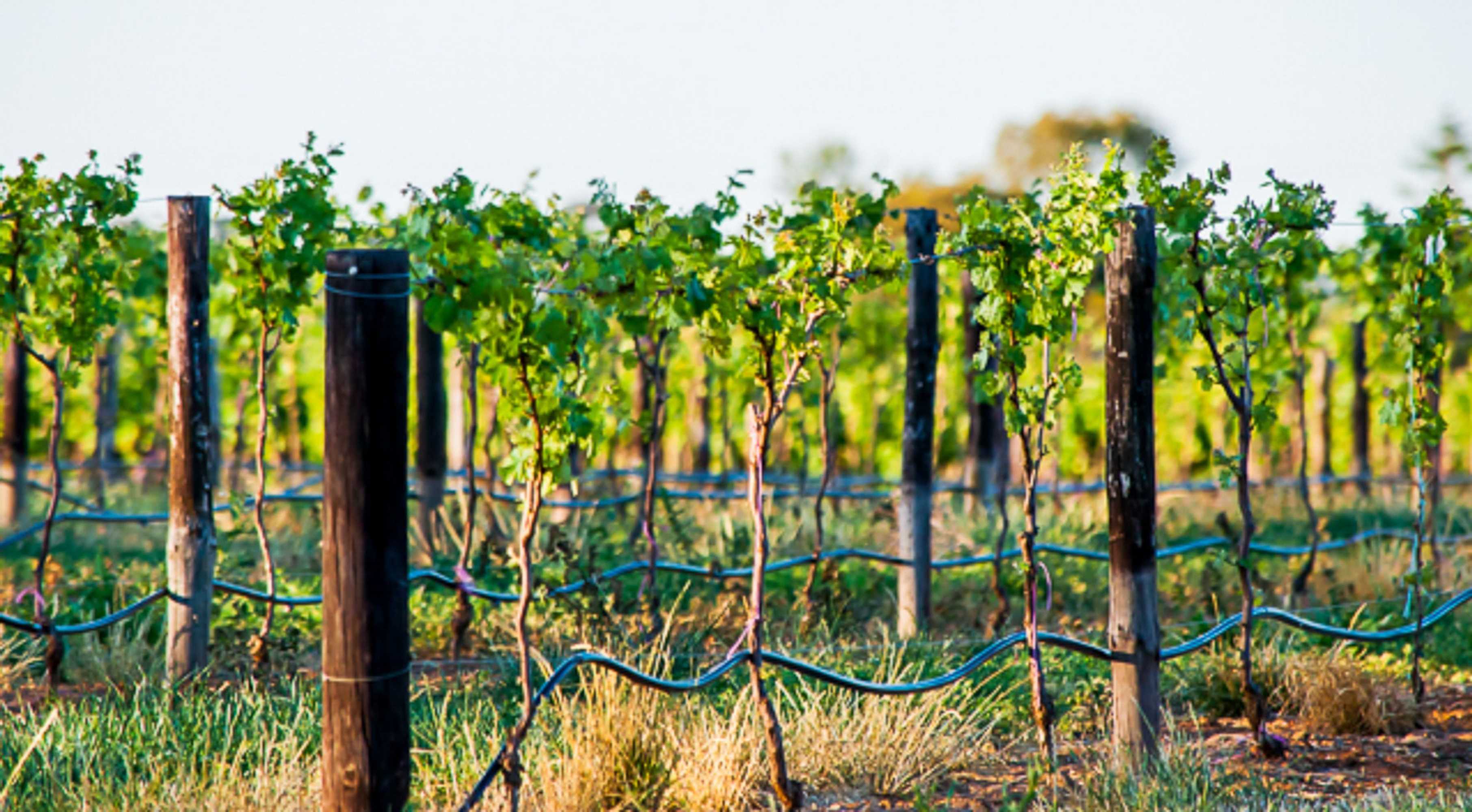 Gift card for Angaston Vineyards Motel Gift card for Angaston Vineyards Motel