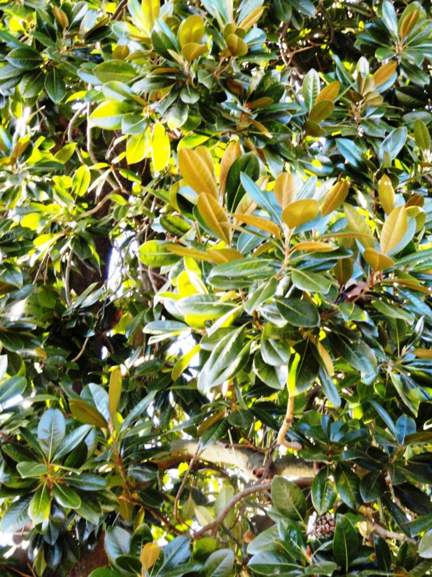 Gift card for Casa do Brigadeiro