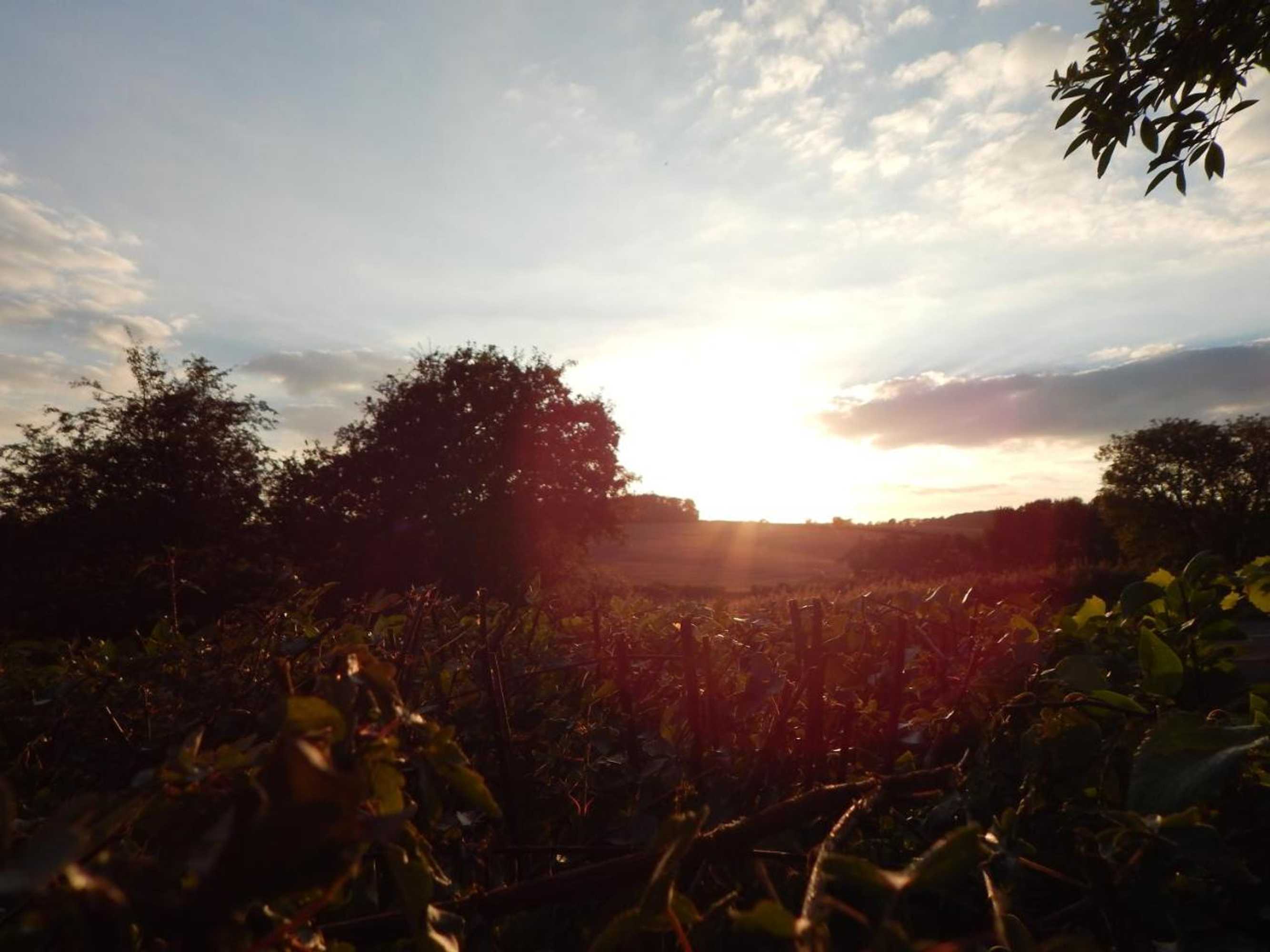 Gift card for The Ivy House