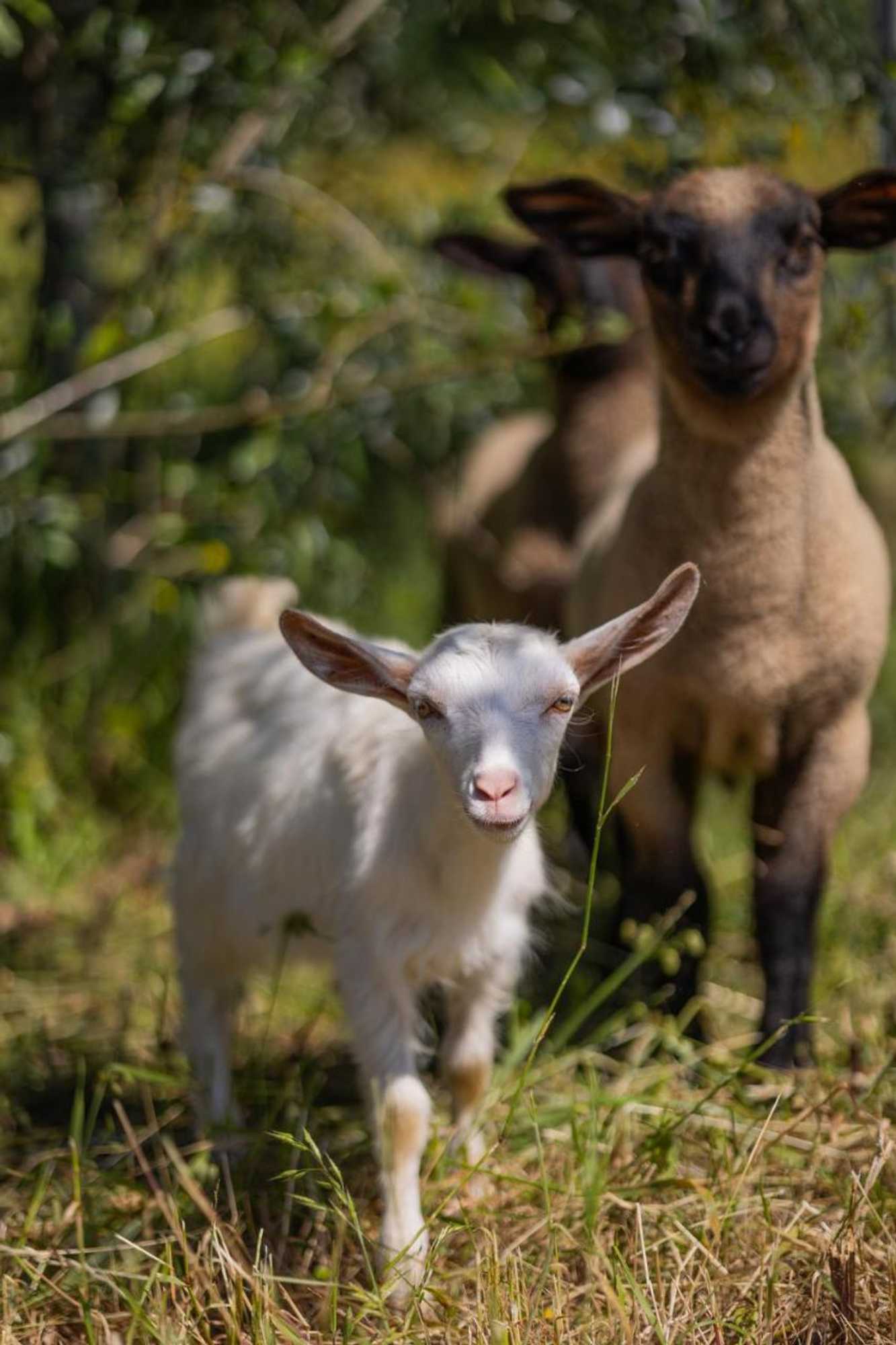 Gift card for Magnolias Cottage