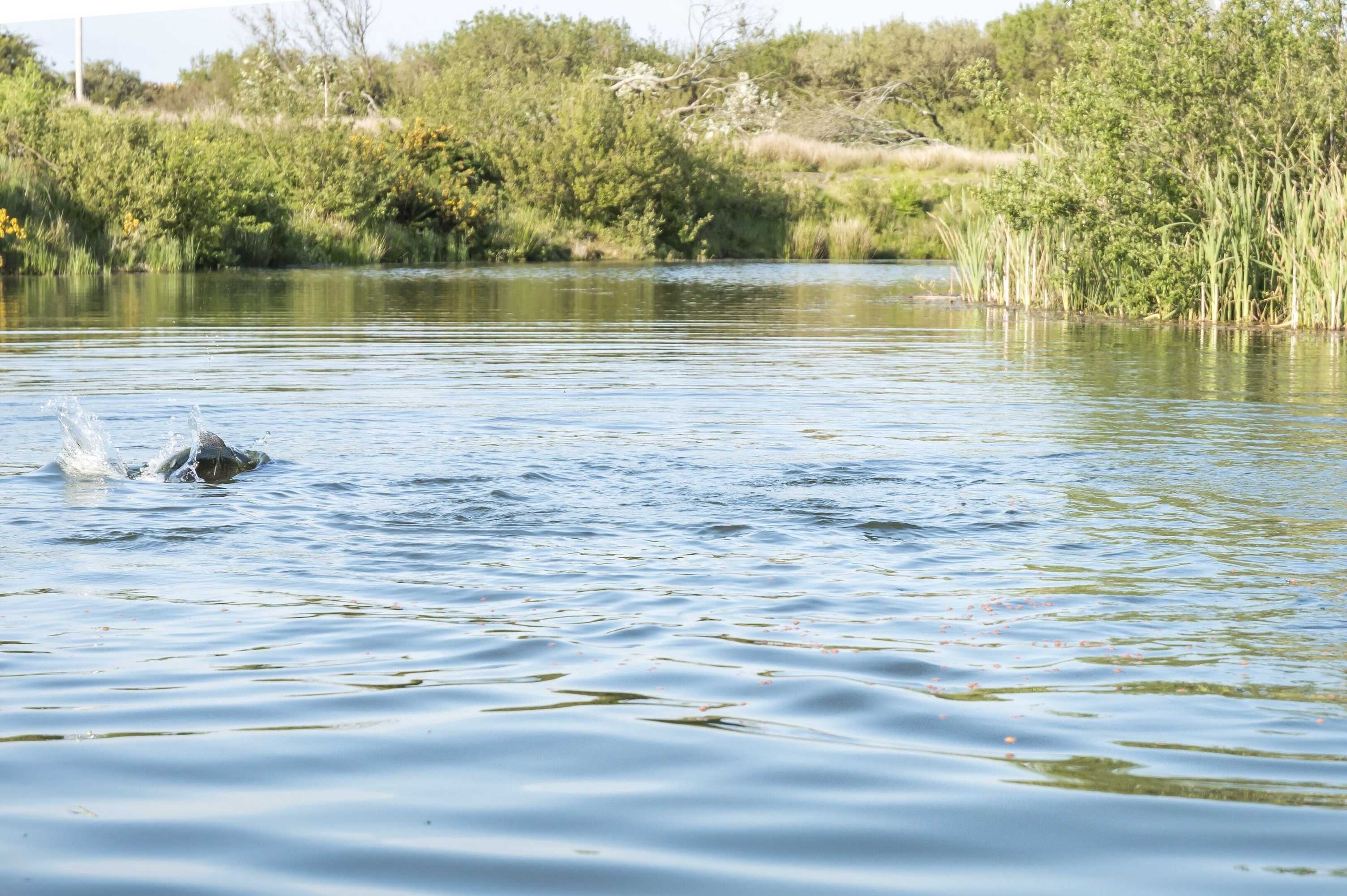 Gift card for Fern Cottage - 1 Bedroom - Tiers Cross