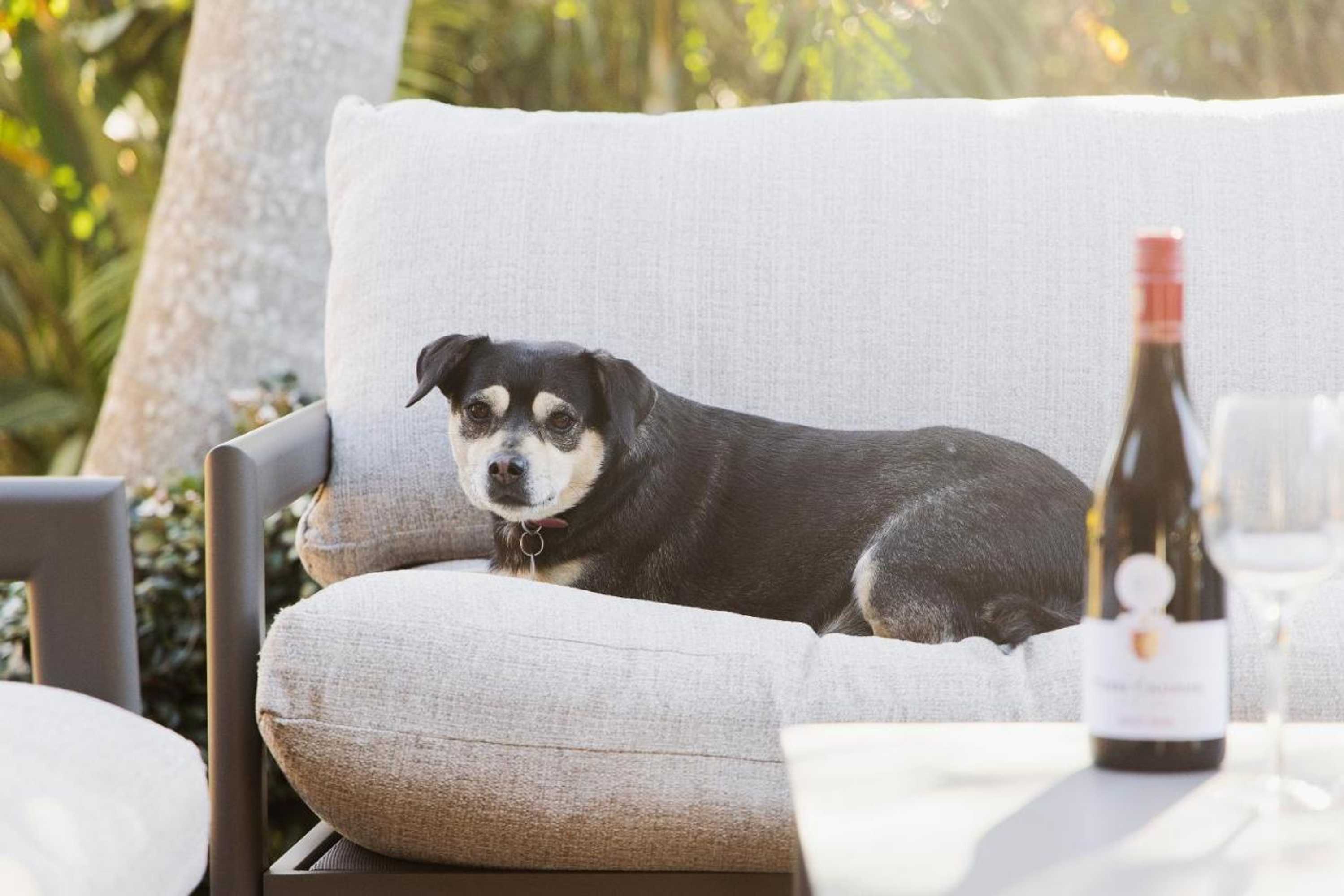 Gift card for Pawprints, 123 Bagnalls Beach Road