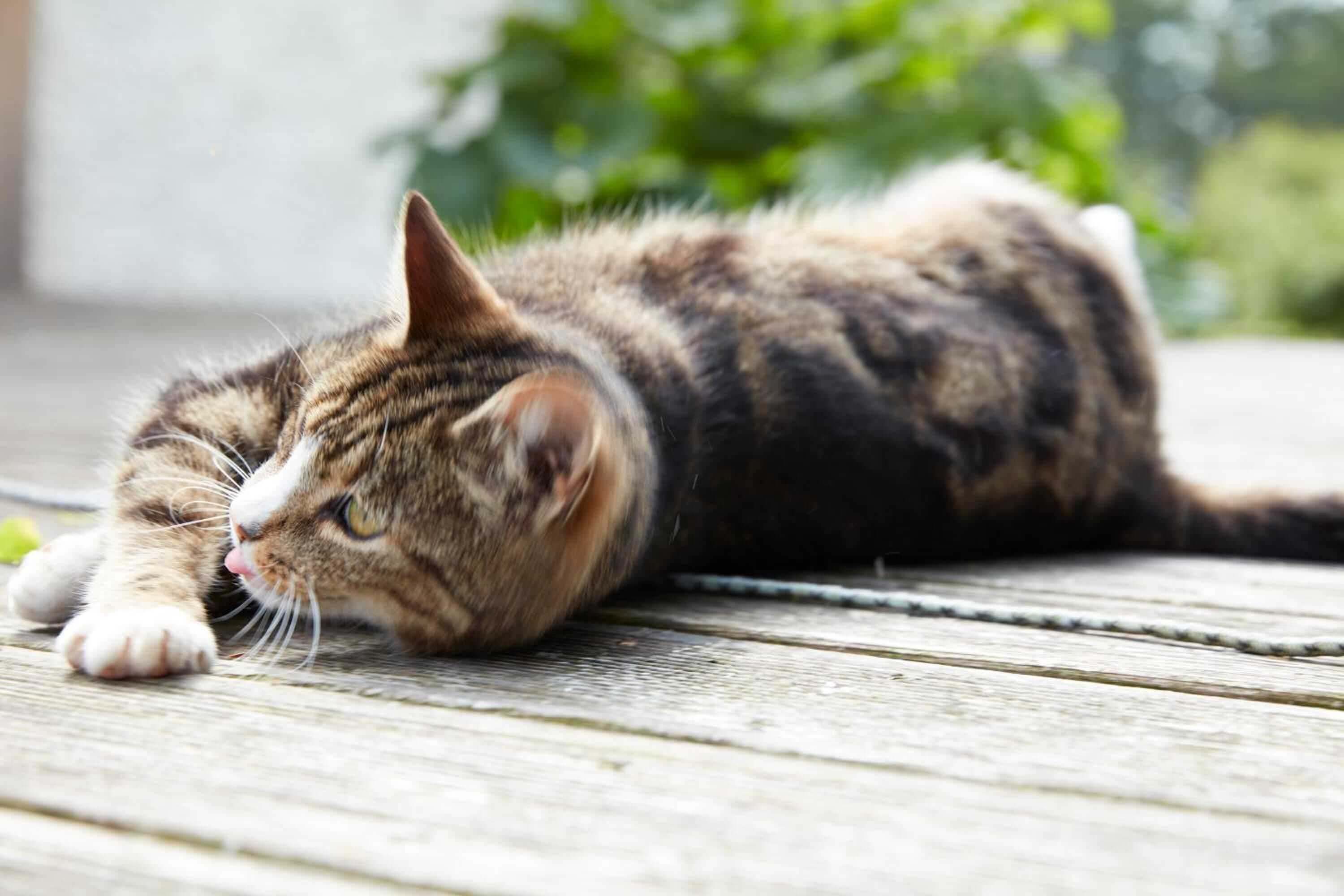 Gift card for Reiterhof Zwei Linden