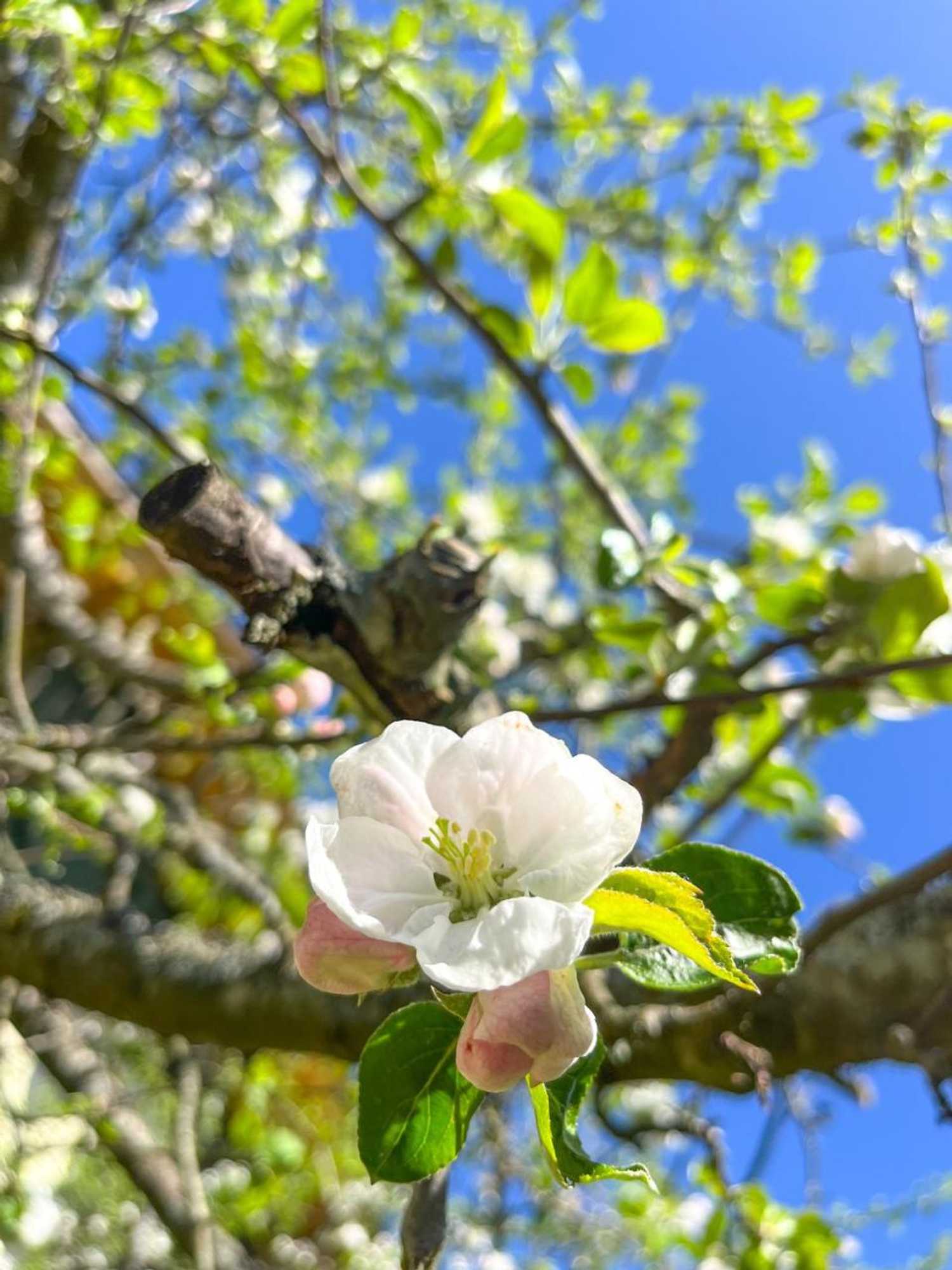 Gift card for Glashotel