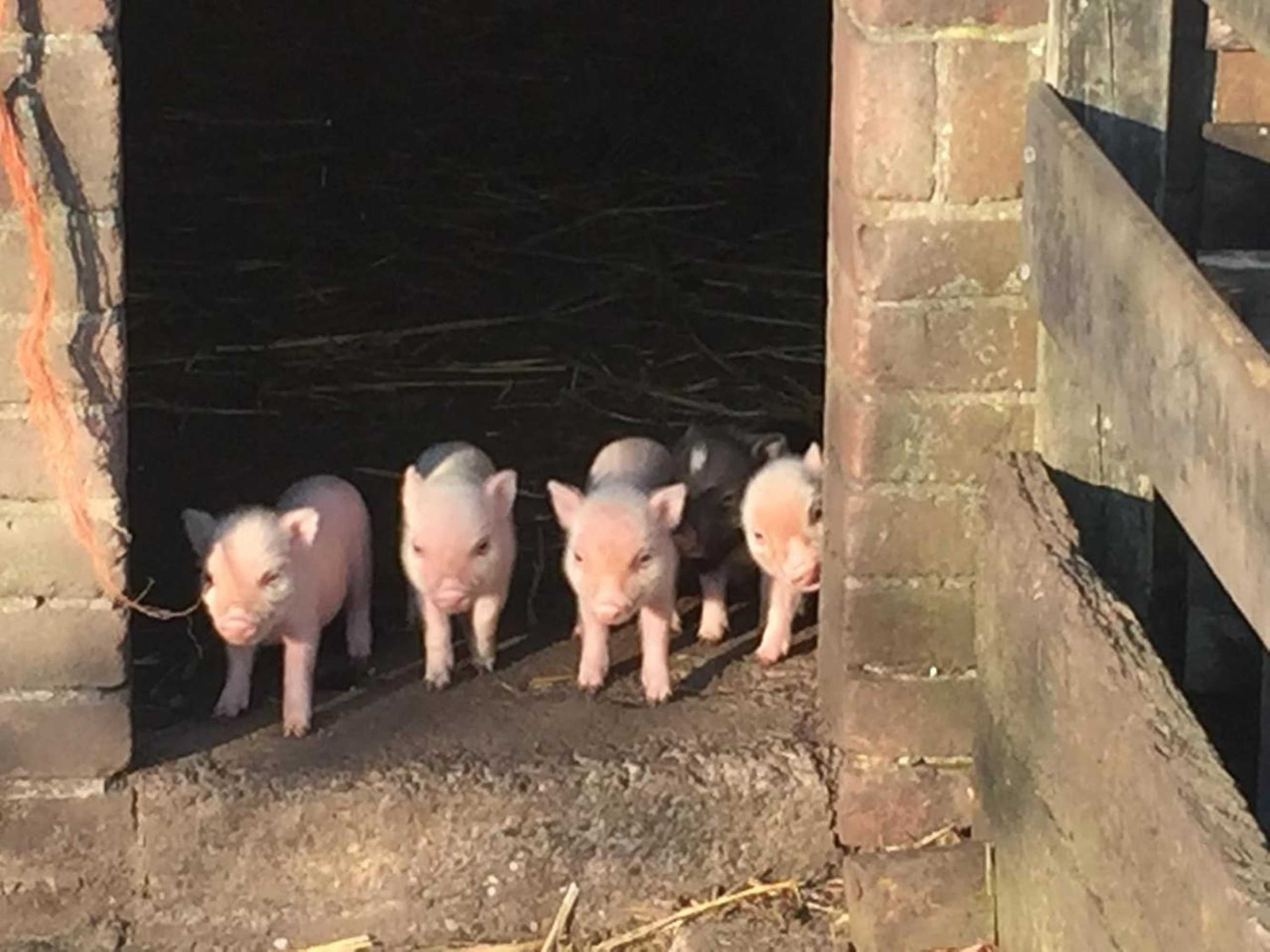 Gift card for Droomgaerd