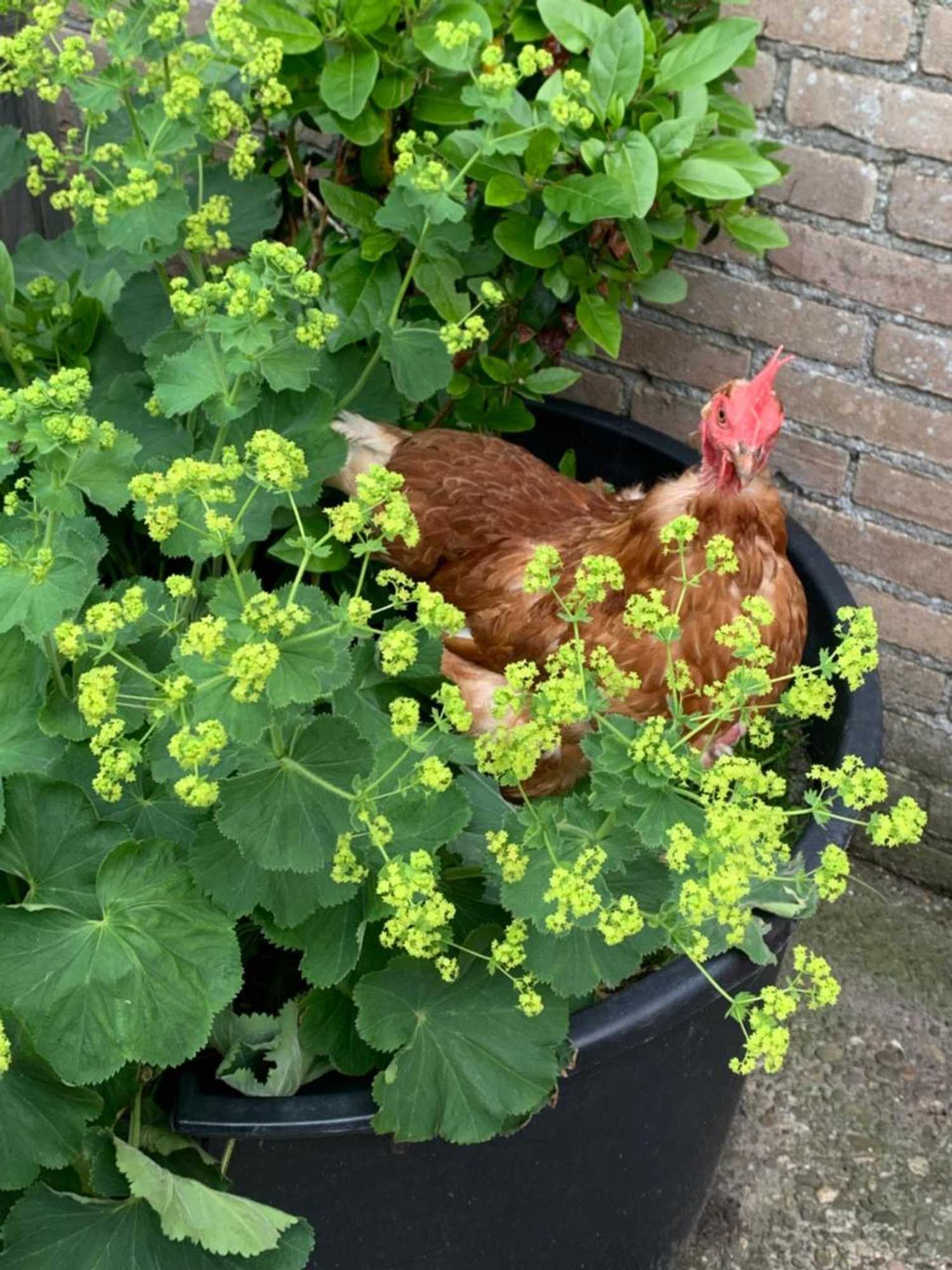 Gift card for Het Lage Noorden