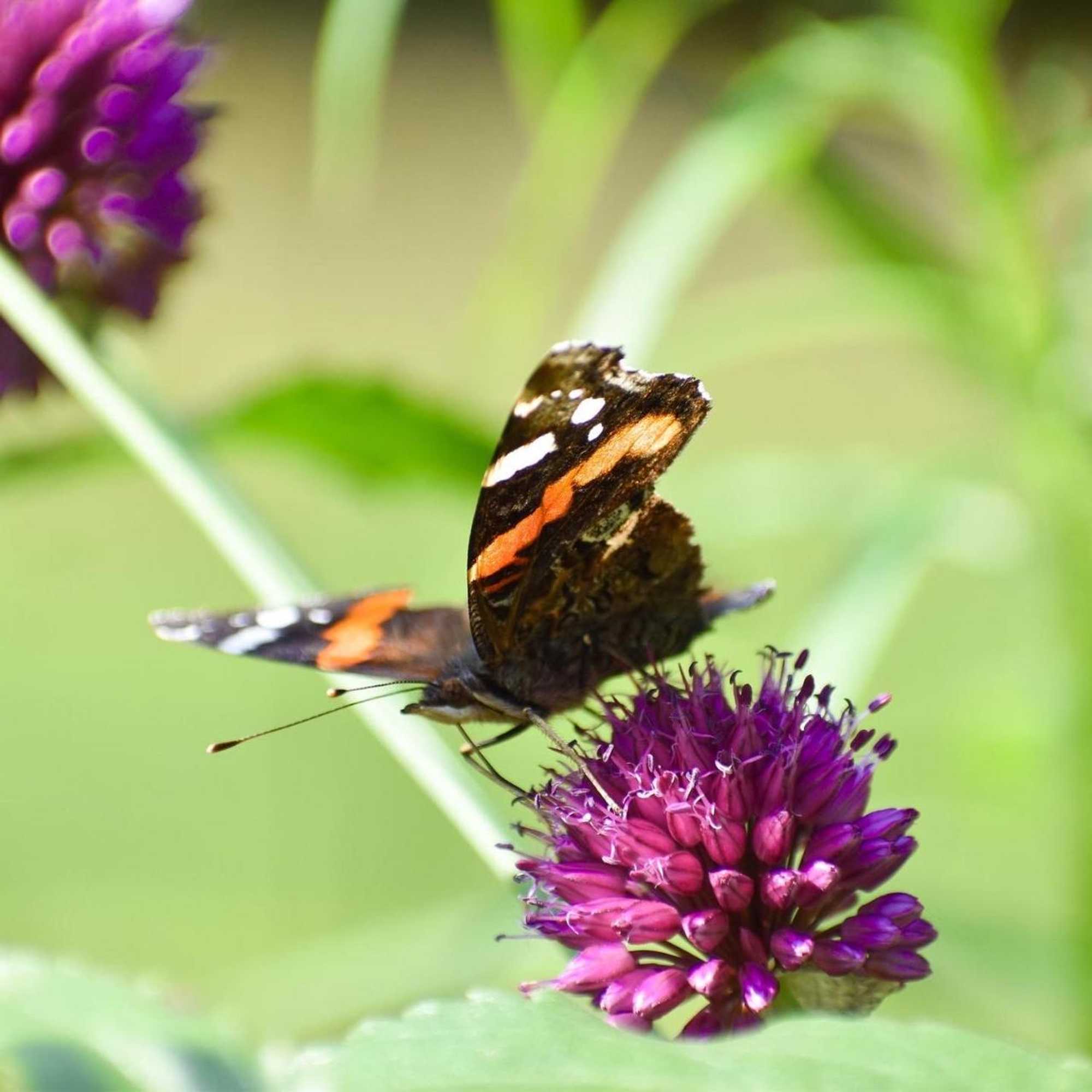 Gift card for Chalet de Kleine Eekhoorn