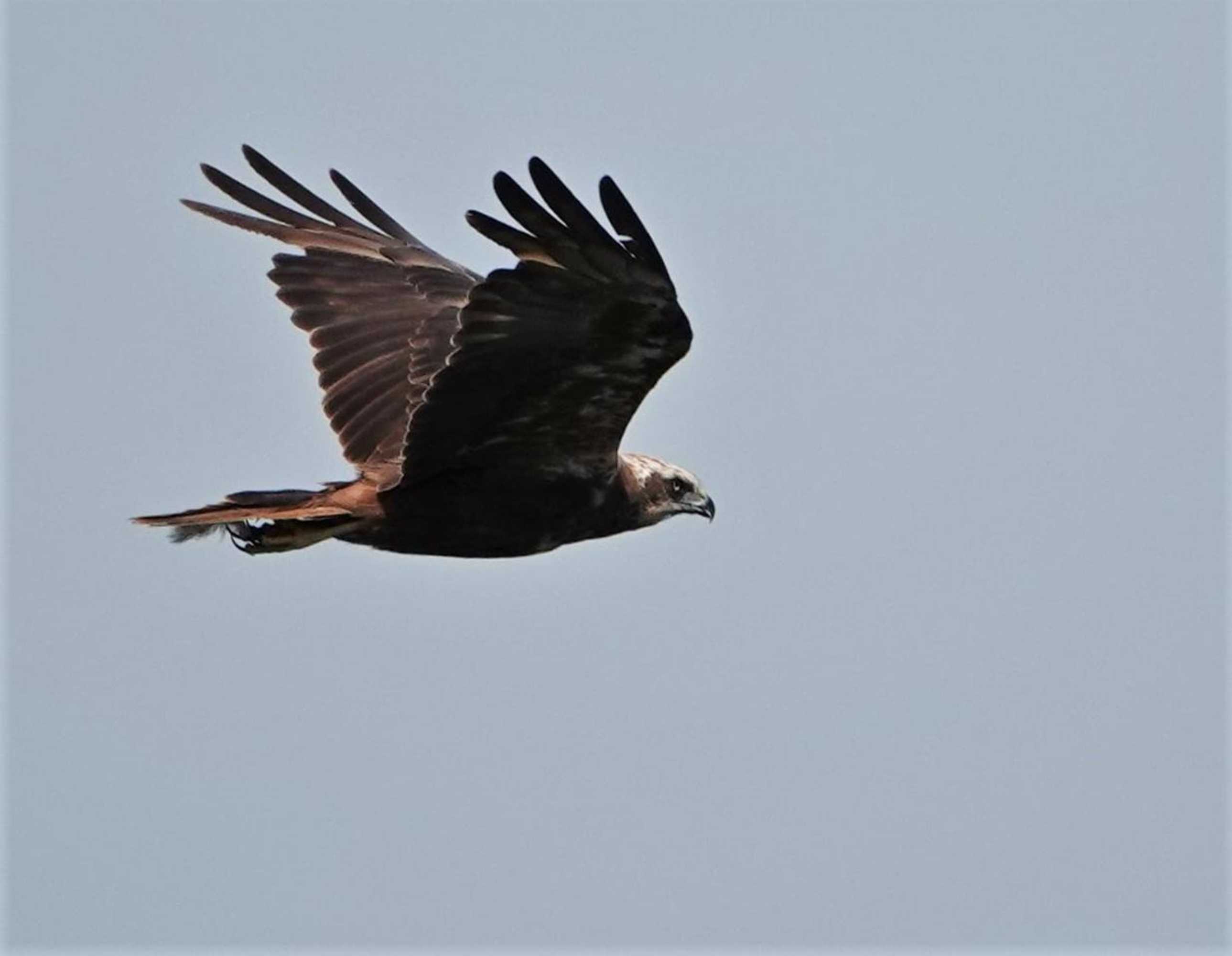 Gift card for B&b Veluwemeerpension