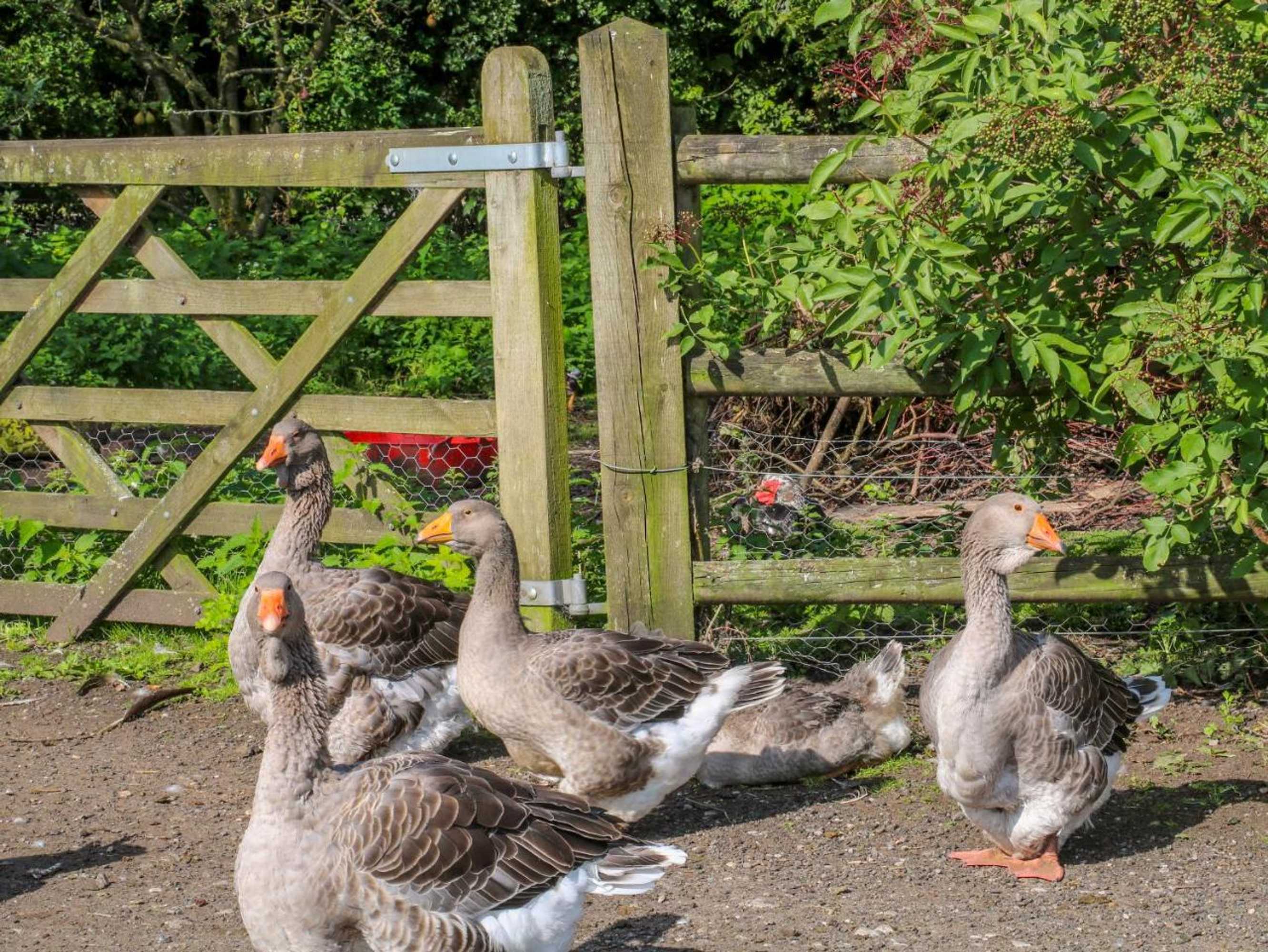 Gift card for Chequer Stable