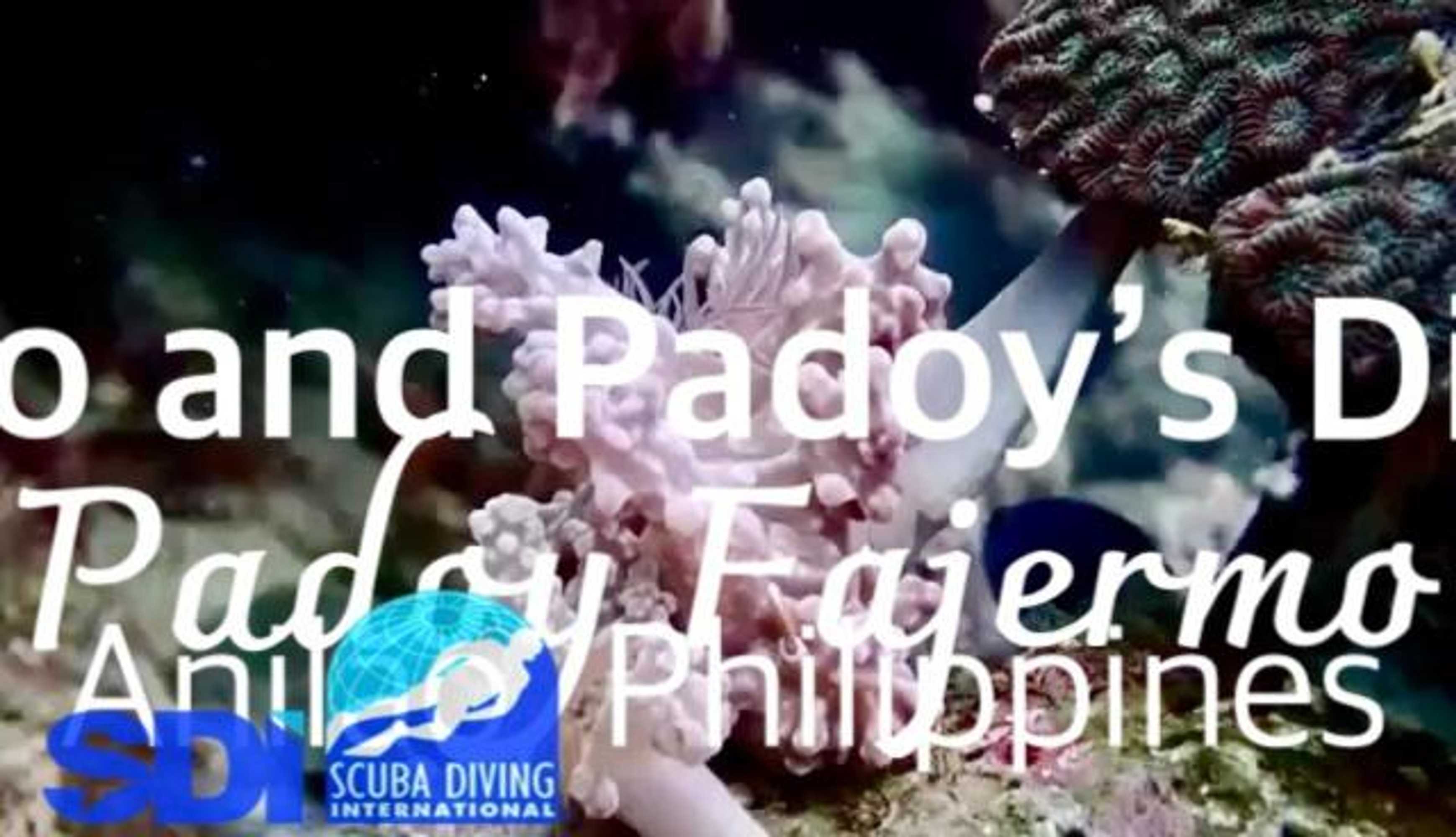 Gift card for Pamanilao And Padoy's Dive Camp Gift card for Pamanilao And Padoy's Dive Camp