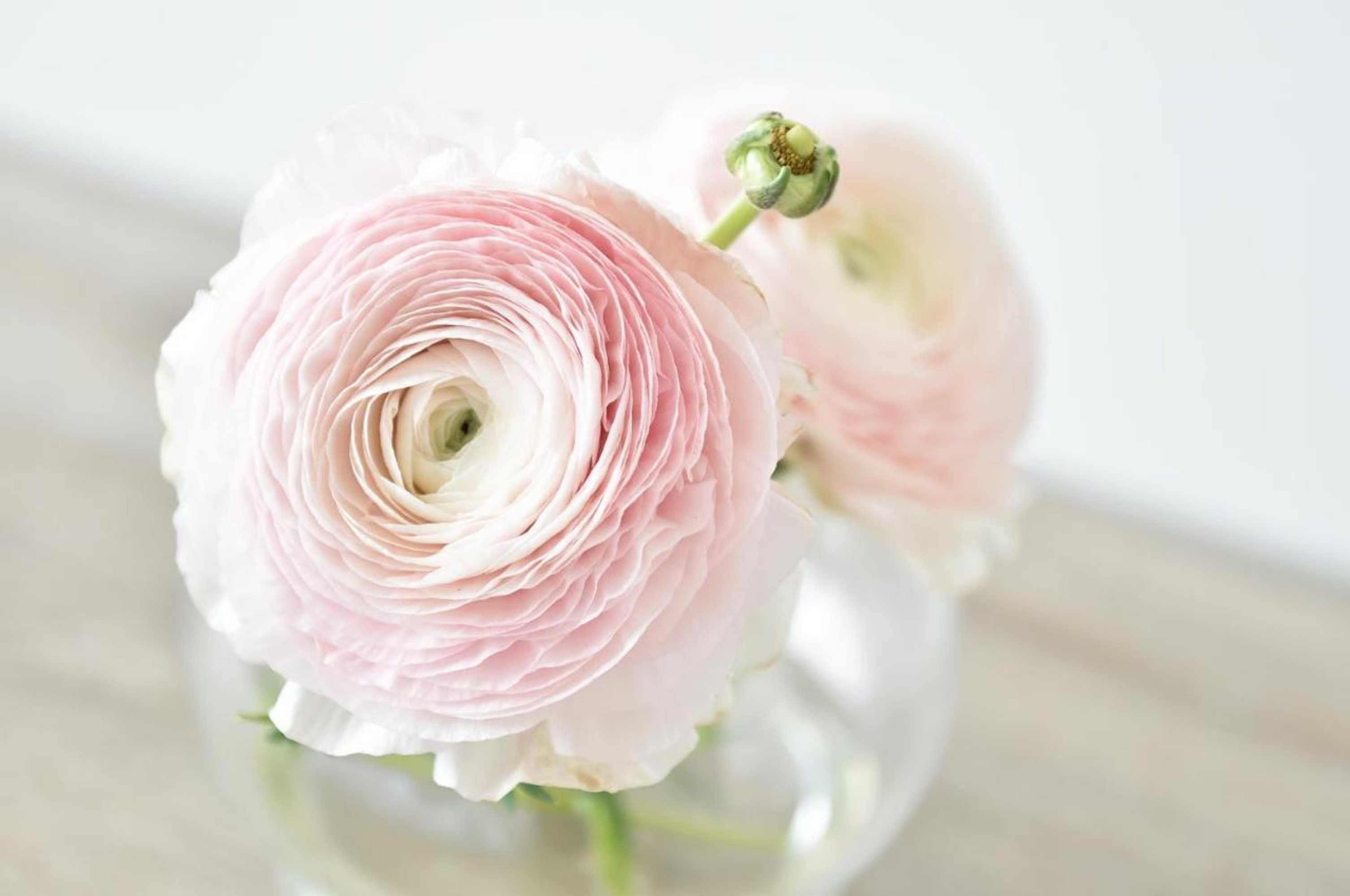 Gift card for De Minnetuin