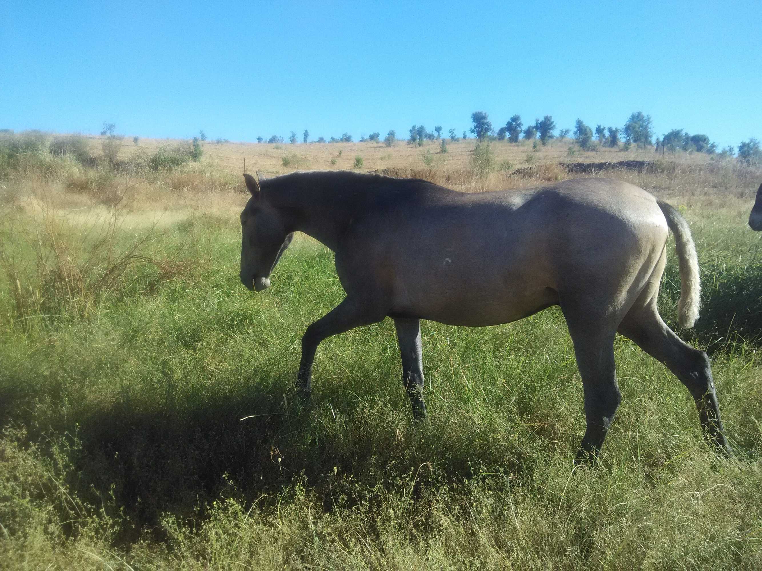 Gift card for La Casa Grande de Adolfo