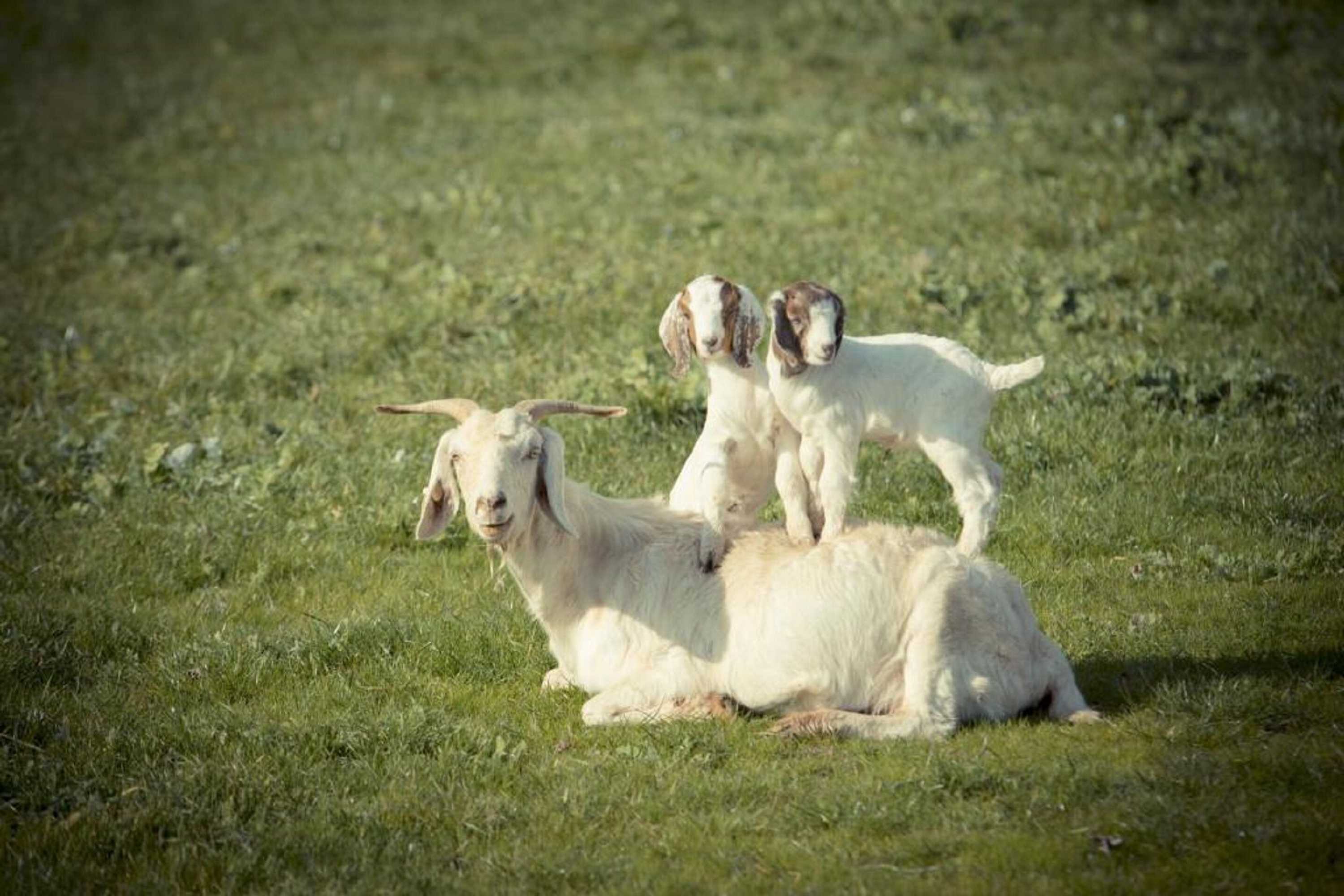 Gift card for Sanctuary Park Cottages