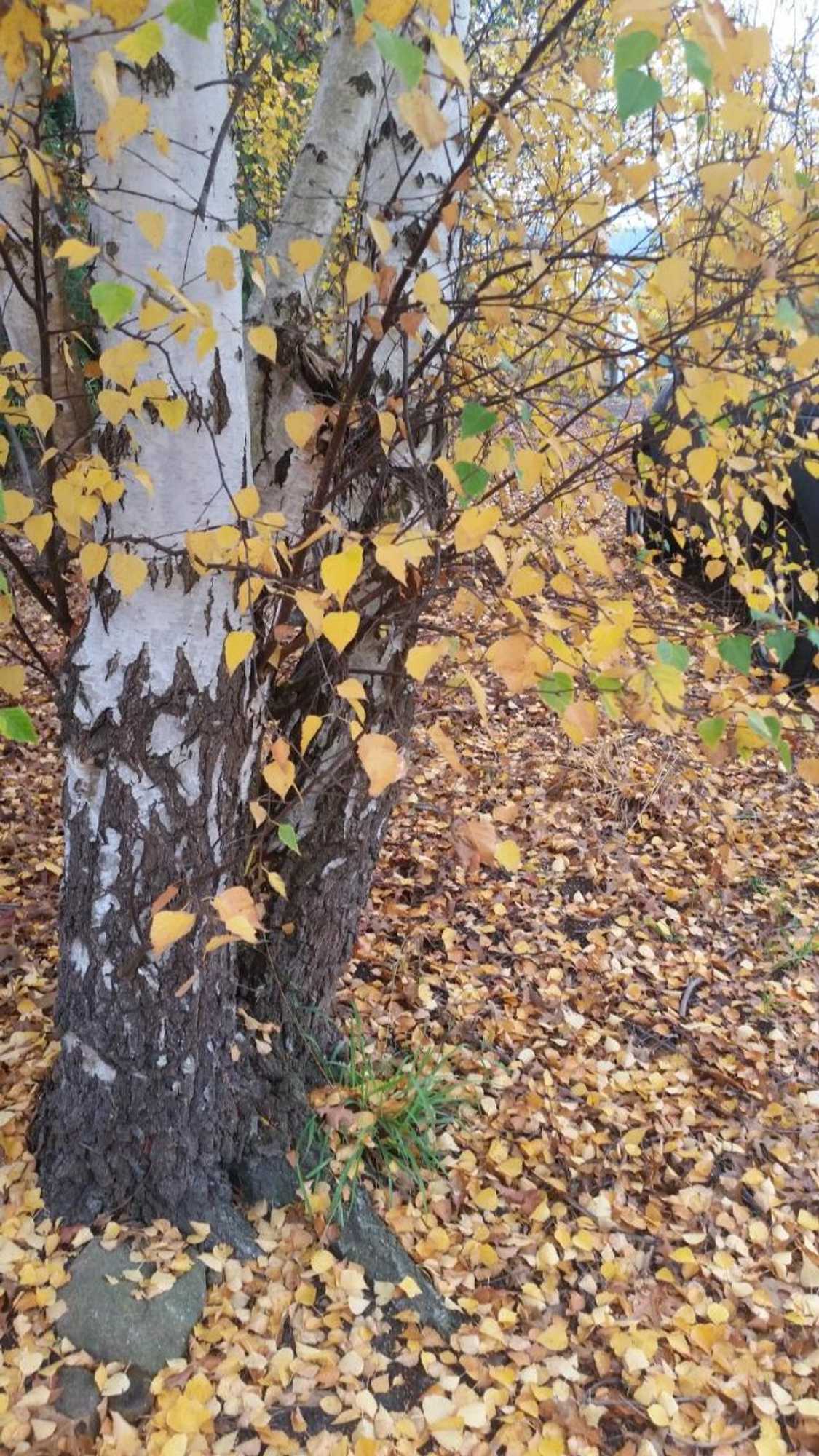 Gift card for Birch Lane