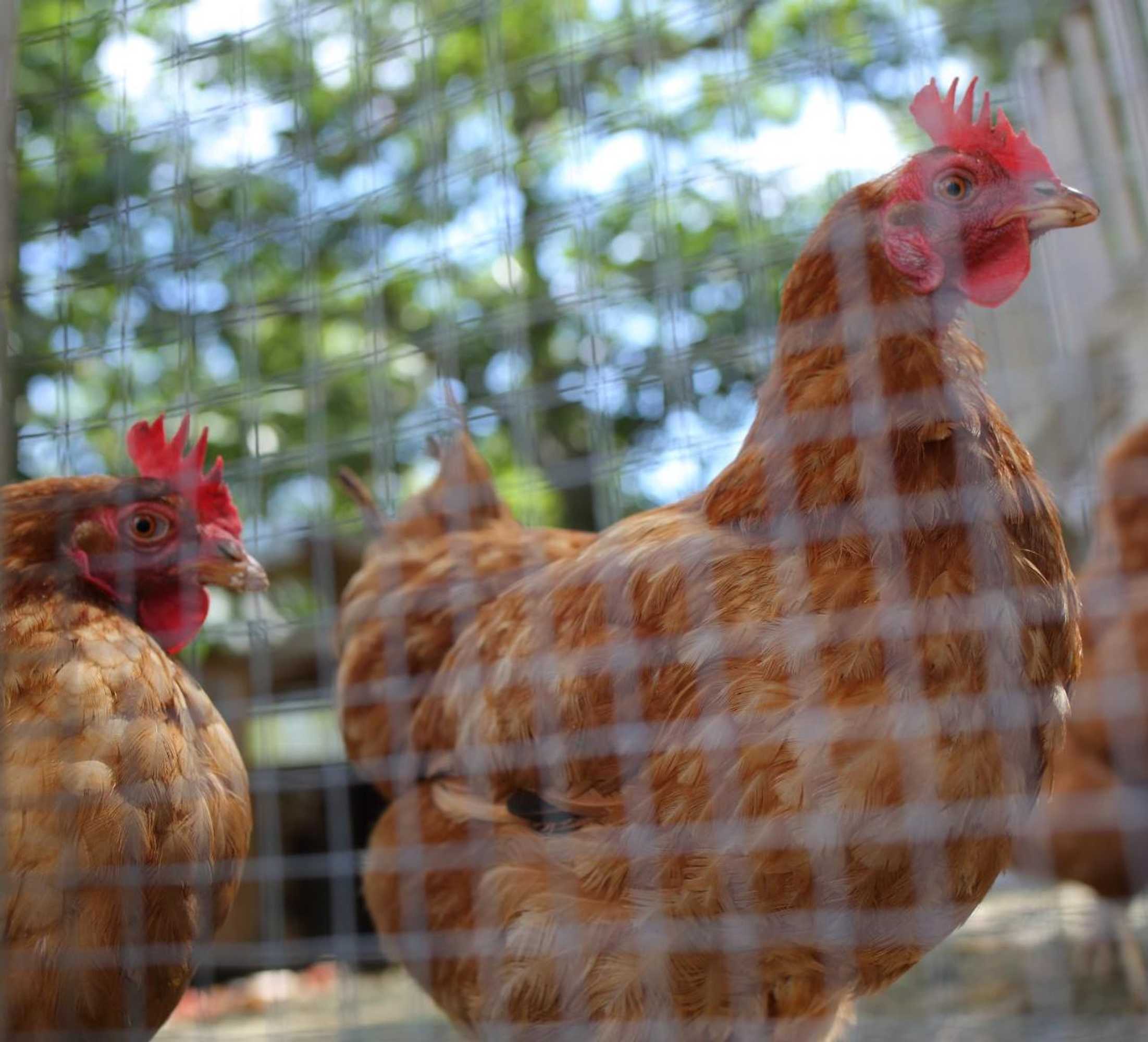 Gift card for Casas do Pastor