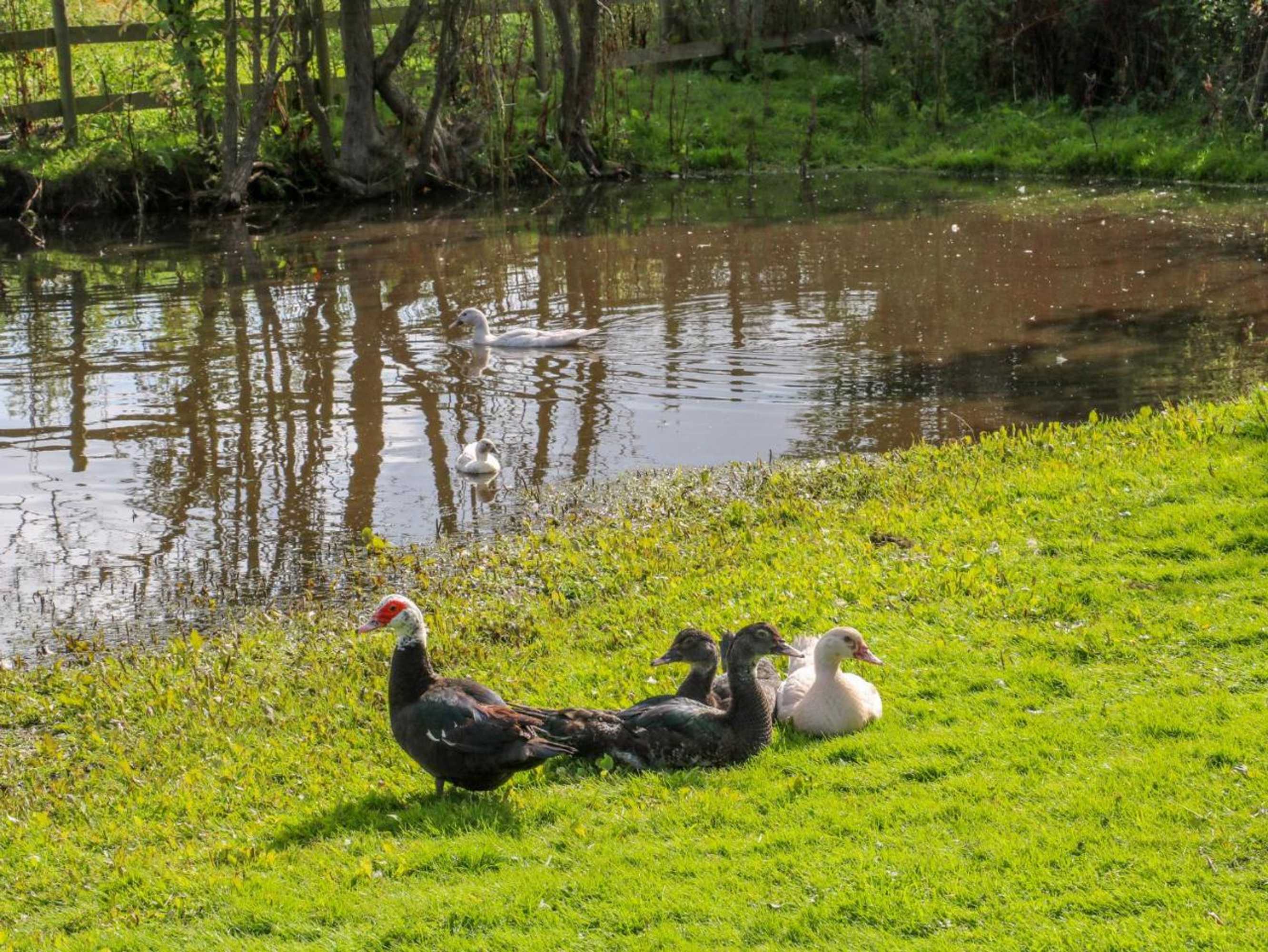 Gift card for Chequer Stable