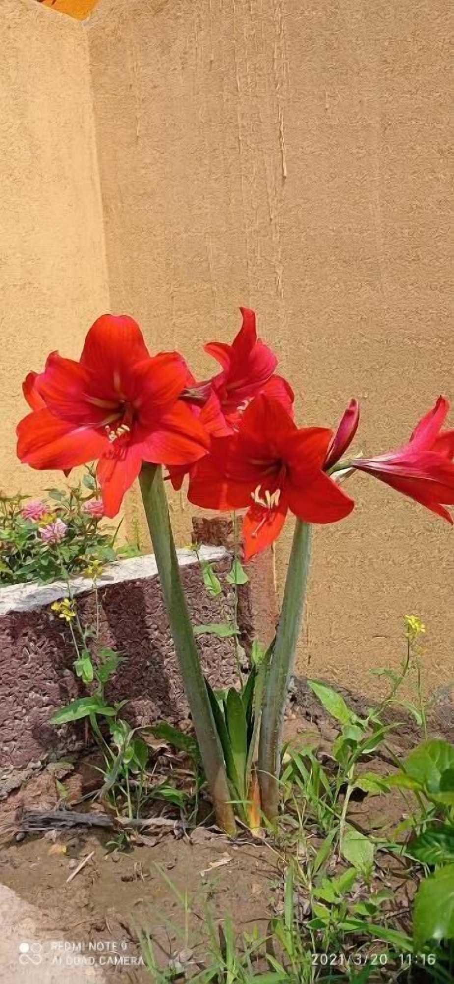 Gift card for Hotel National Park Sauraha- Homely Stay And Peaceful Location With Jungle Safari Arrangements