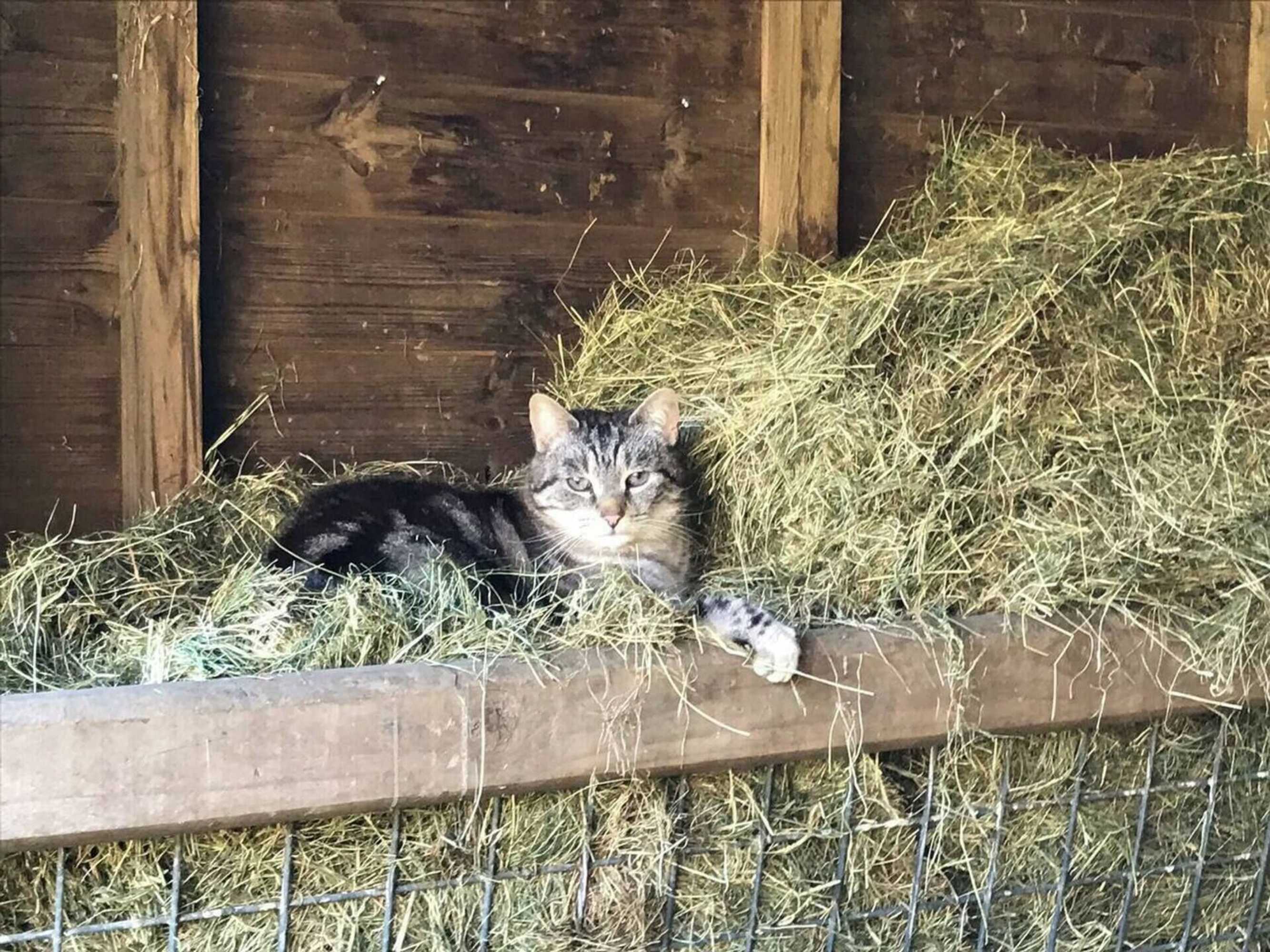 Gift card for The Shepherds Hut at Hafoty Boeth