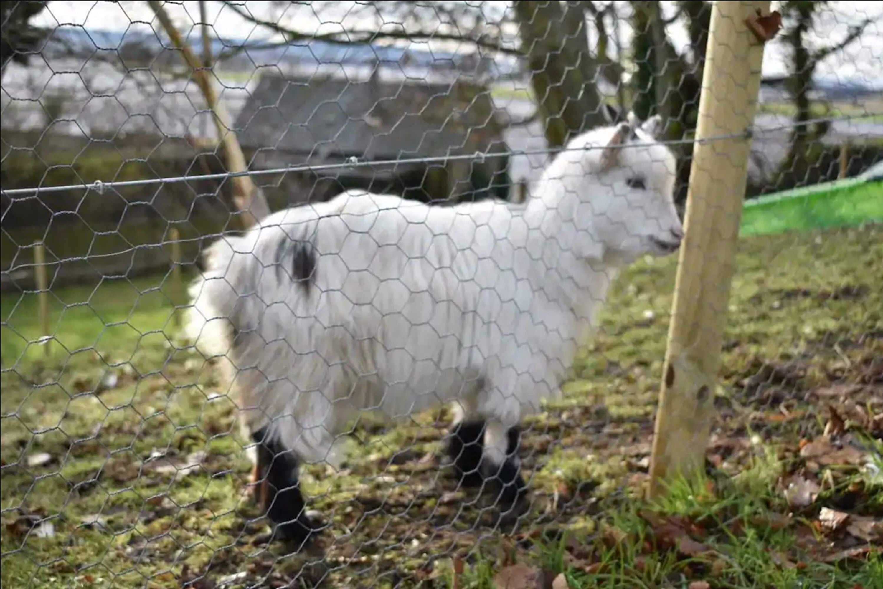 Gift card for Delny Glamping