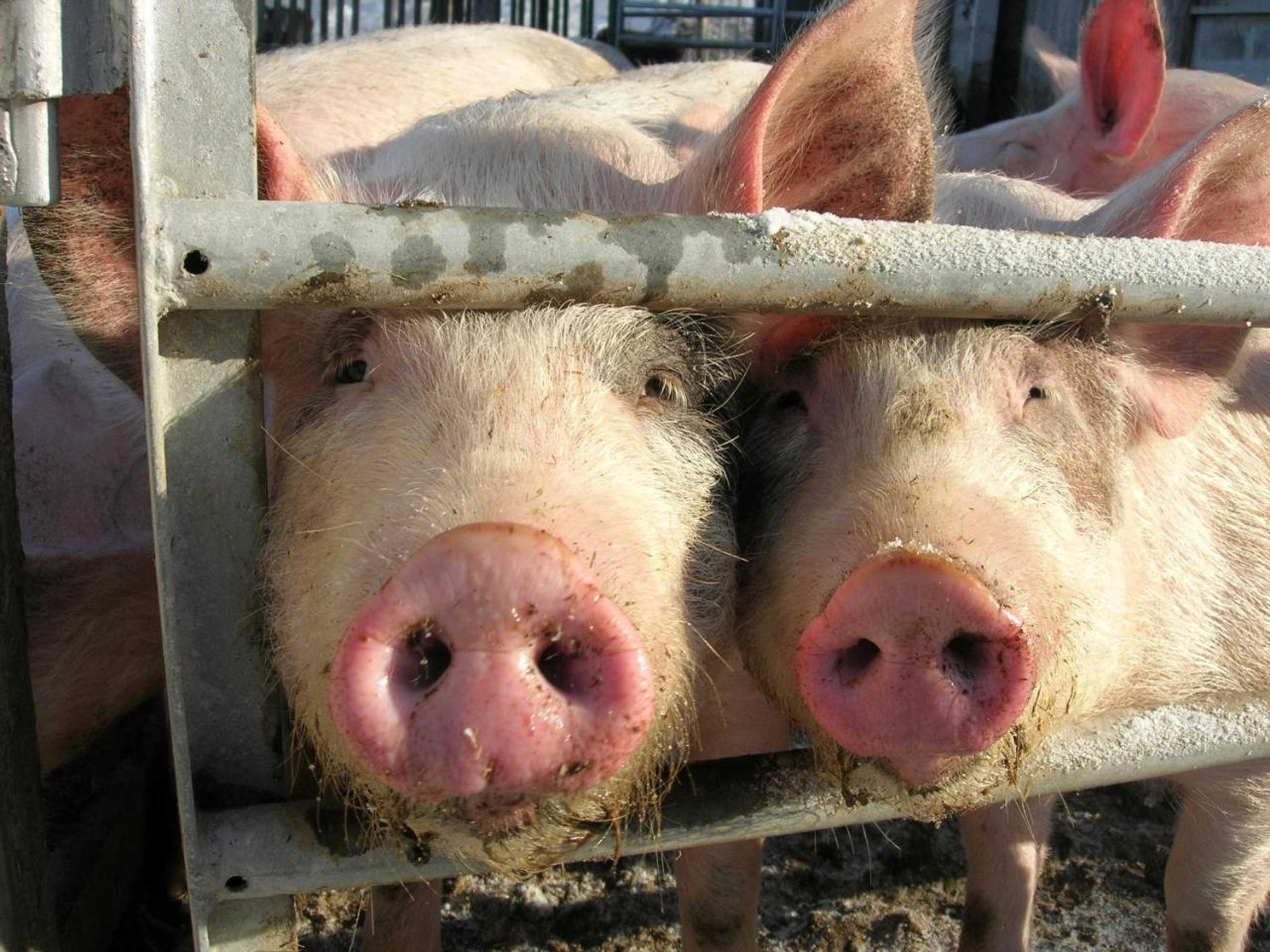 Gift card for Bertelemühle