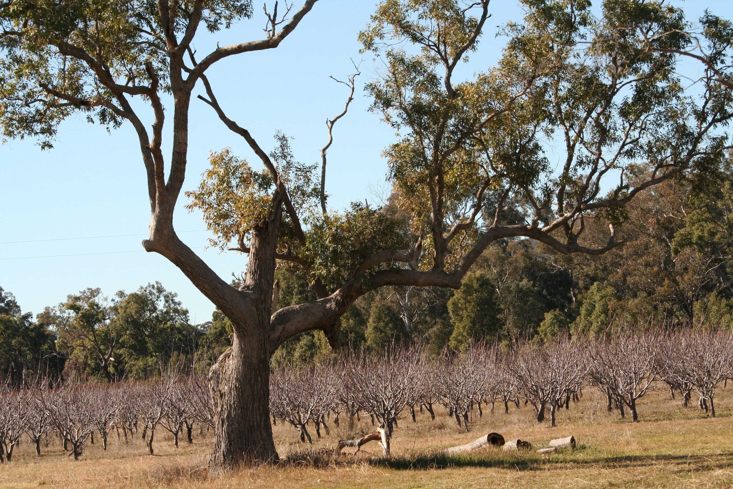 Gift card for The Farmhouse at Blue Wren Wines Gift card for The Farmhouse at Blue Wren Wines