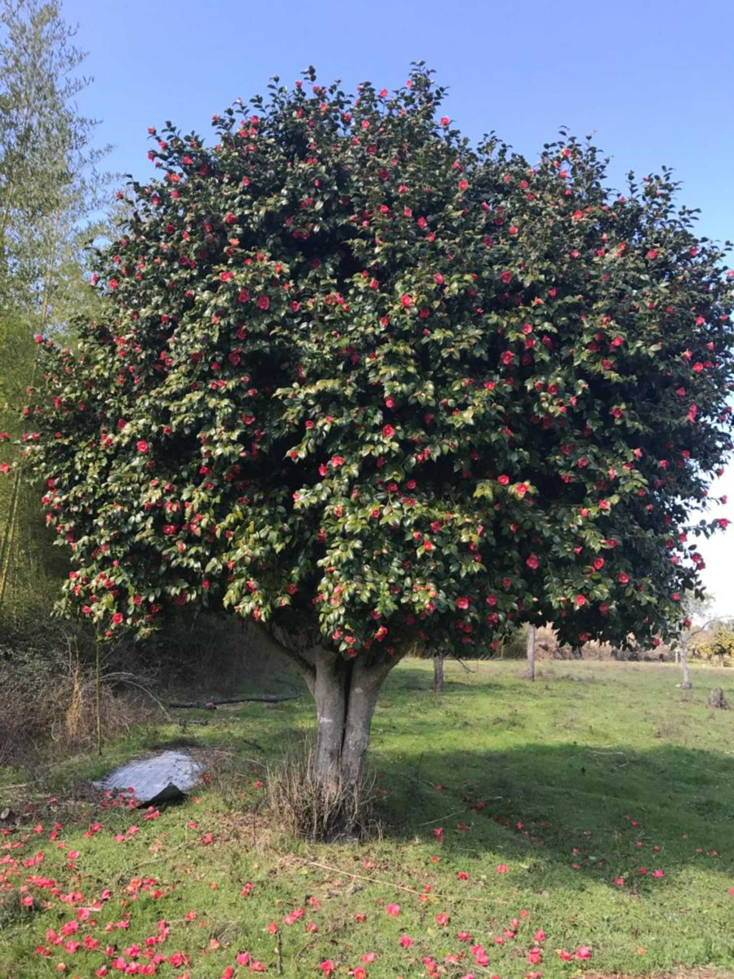 Gift card for Monte Das Texugueiras - Adults Only Gift card for Monte Das Texugueiras - Adults Only