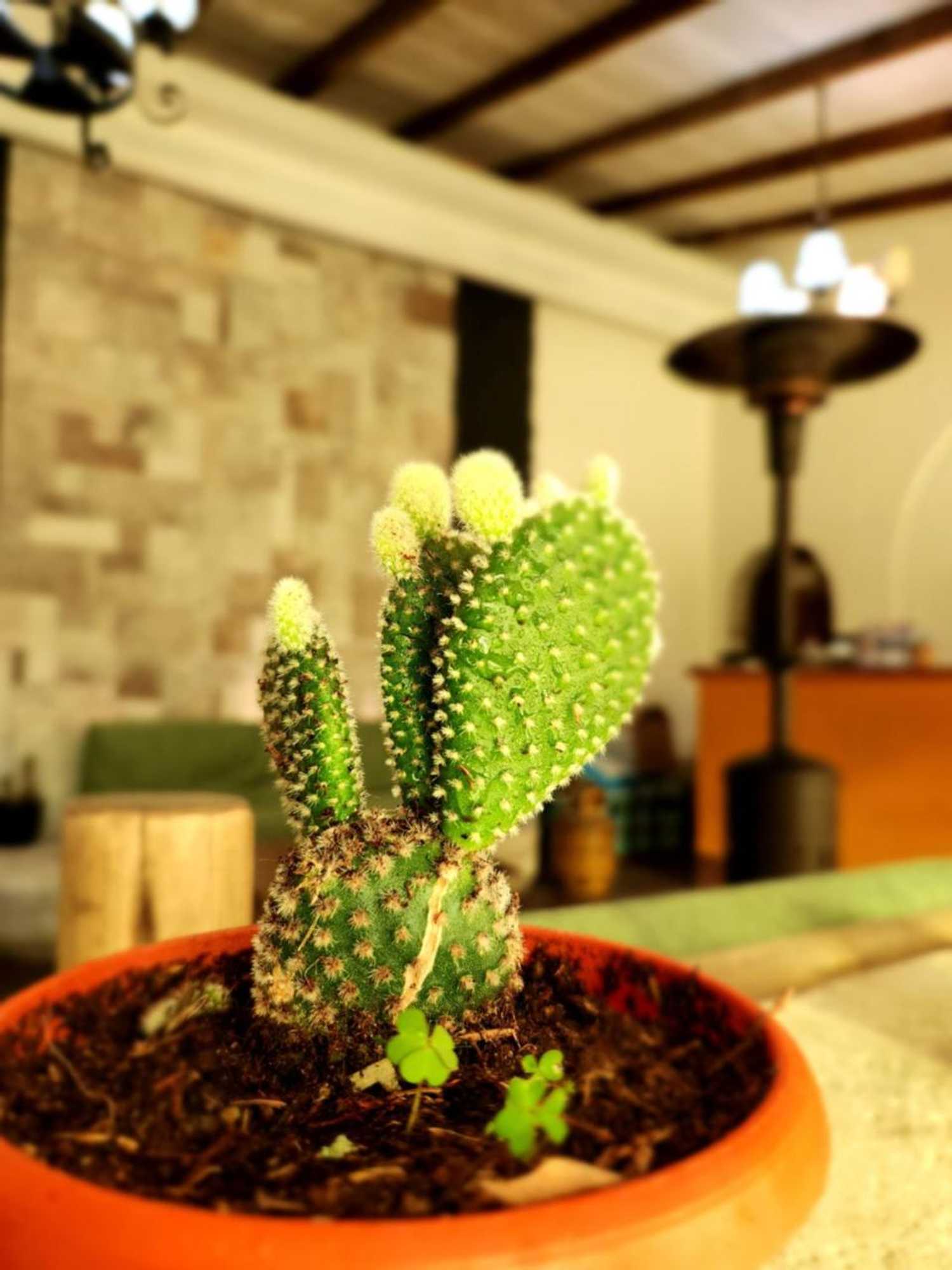 Gift card for Tambo Aymara