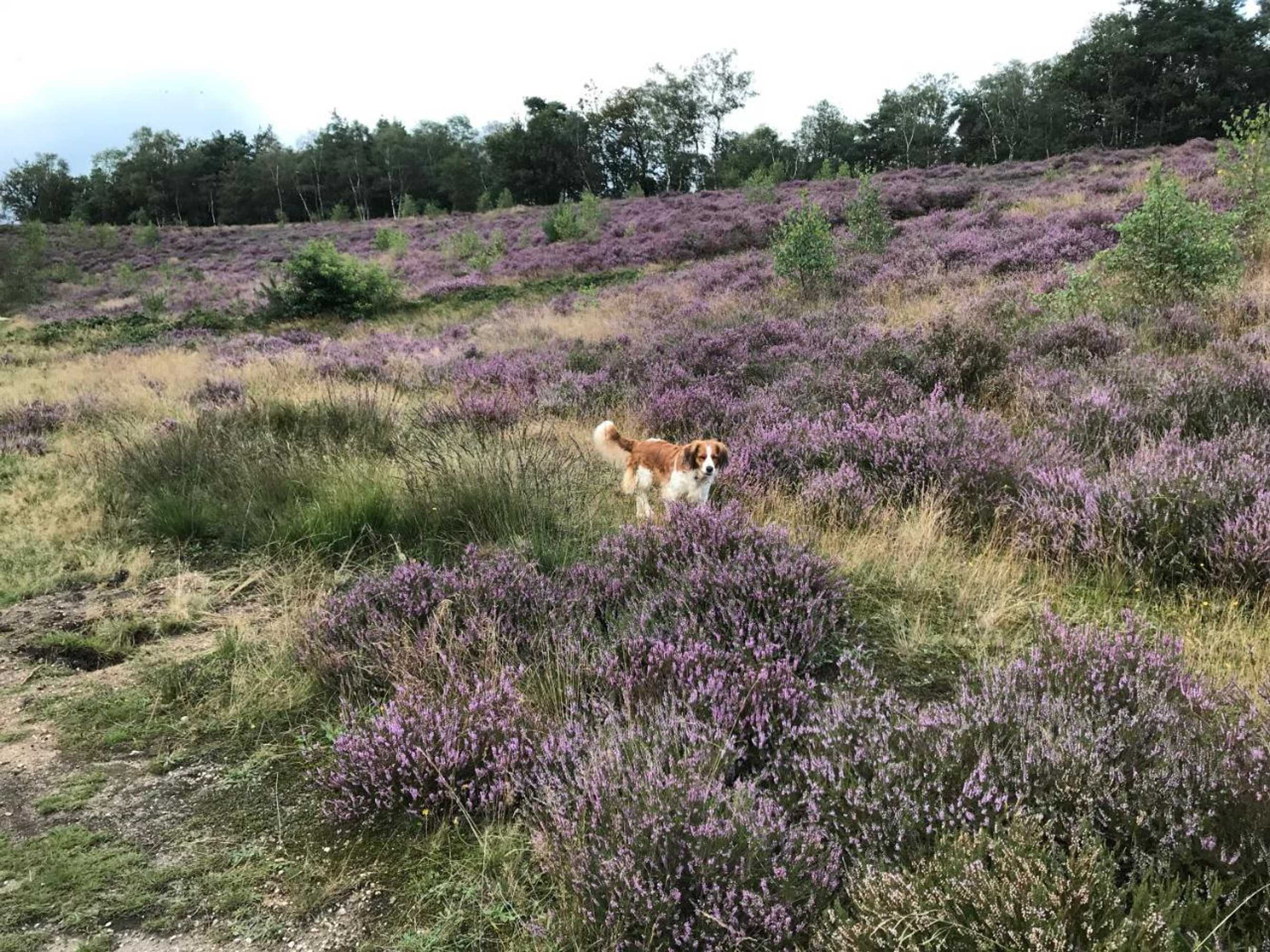 Gift card for 't Heidepaleis