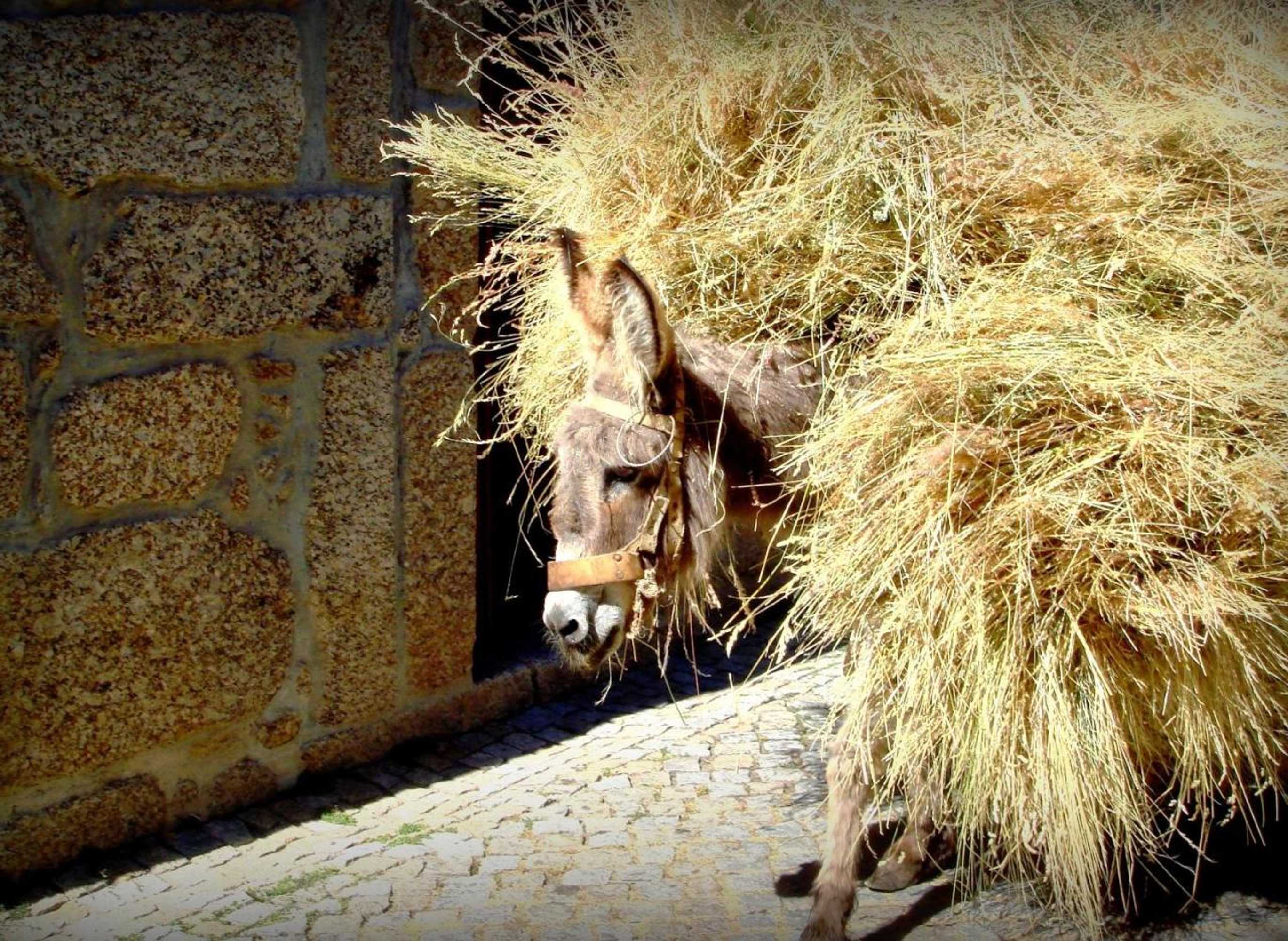 Gift card for Casas do Cruzeiro