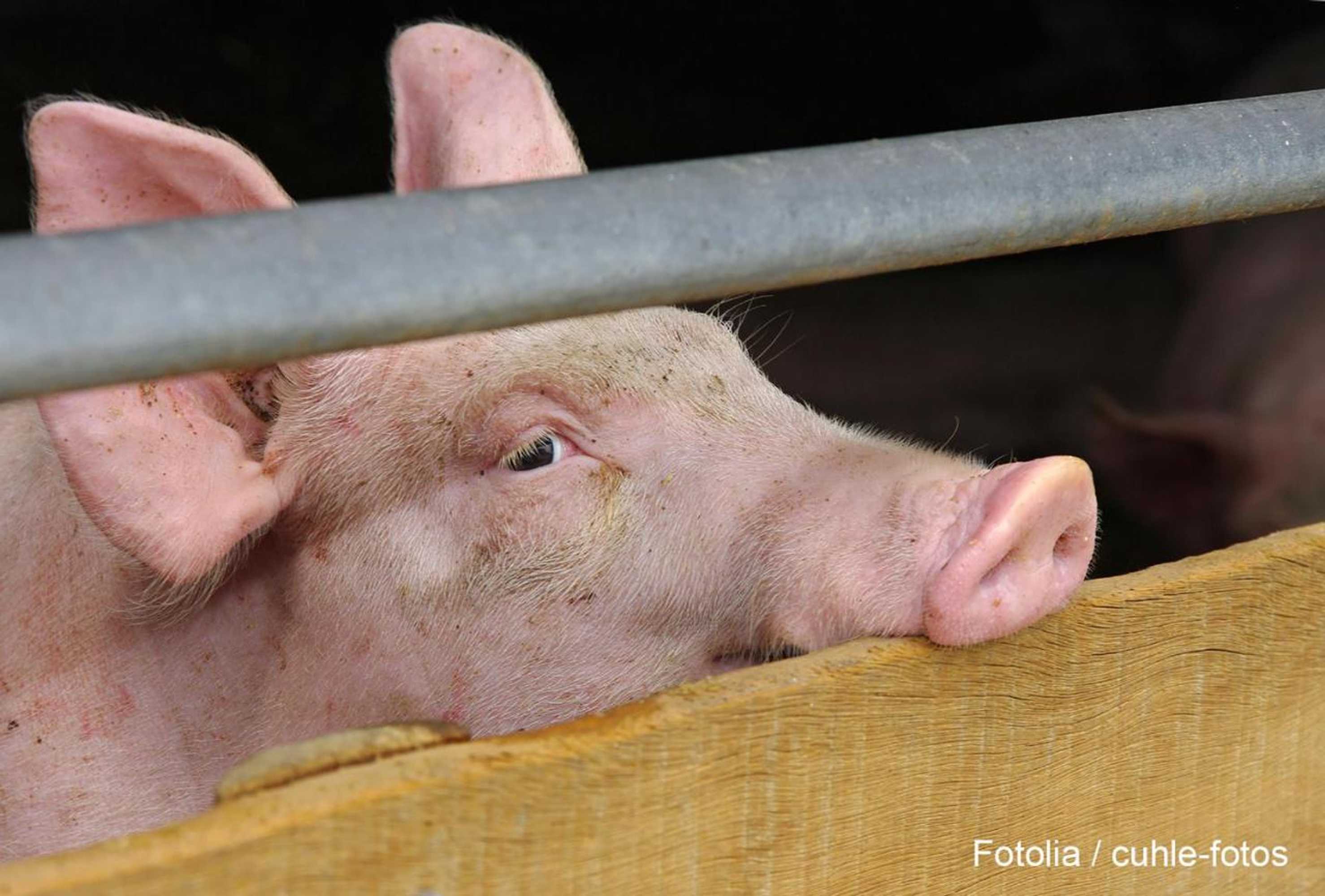 Gift card for Lindenhof Hahn