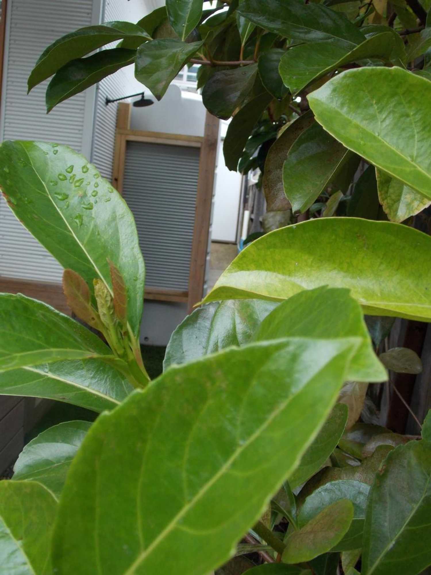 Gift card for Port Mccrae