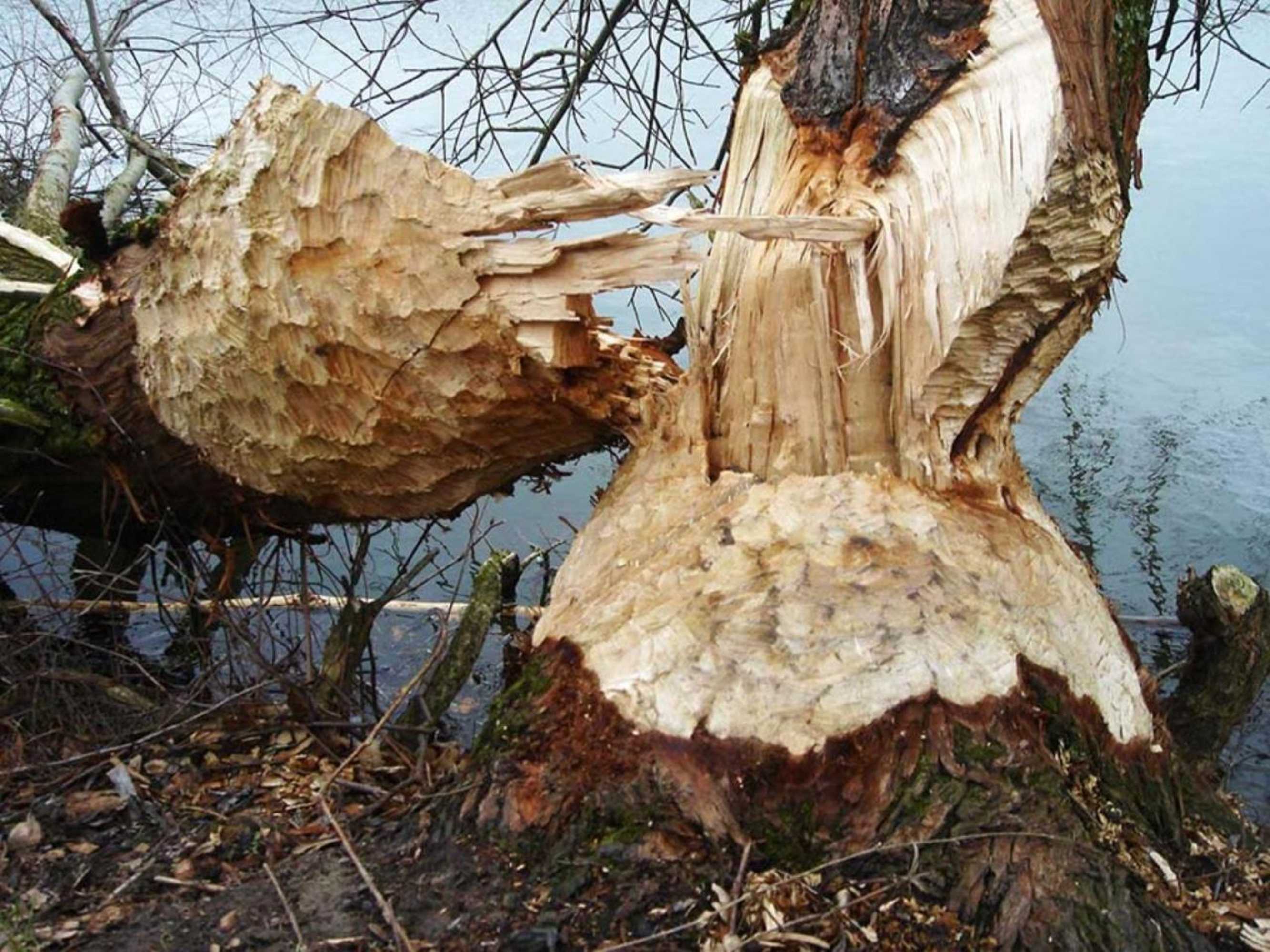 Gift card for Waard Van Kekerdom